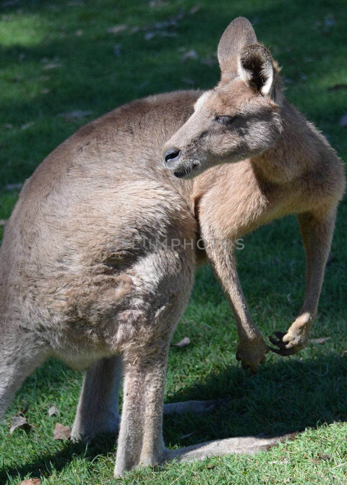 australian kangaroo looking over its shoulder in a park