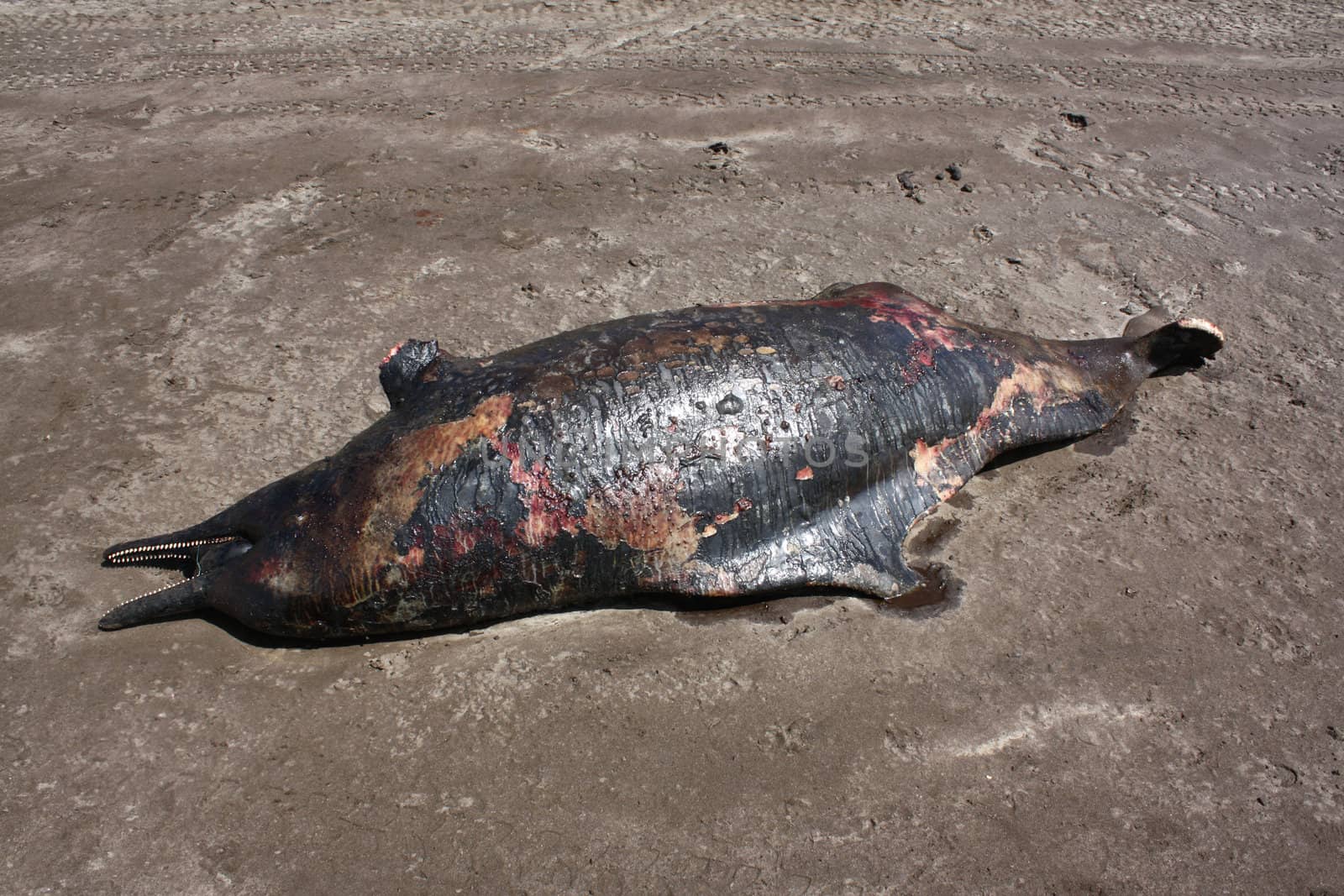 A dolphin on a seashore died due to sea pollution.