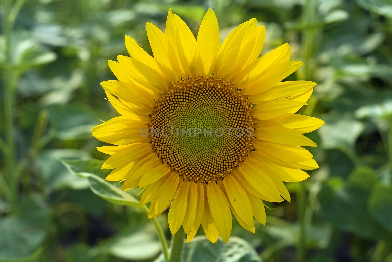 yellow sunflower on the field