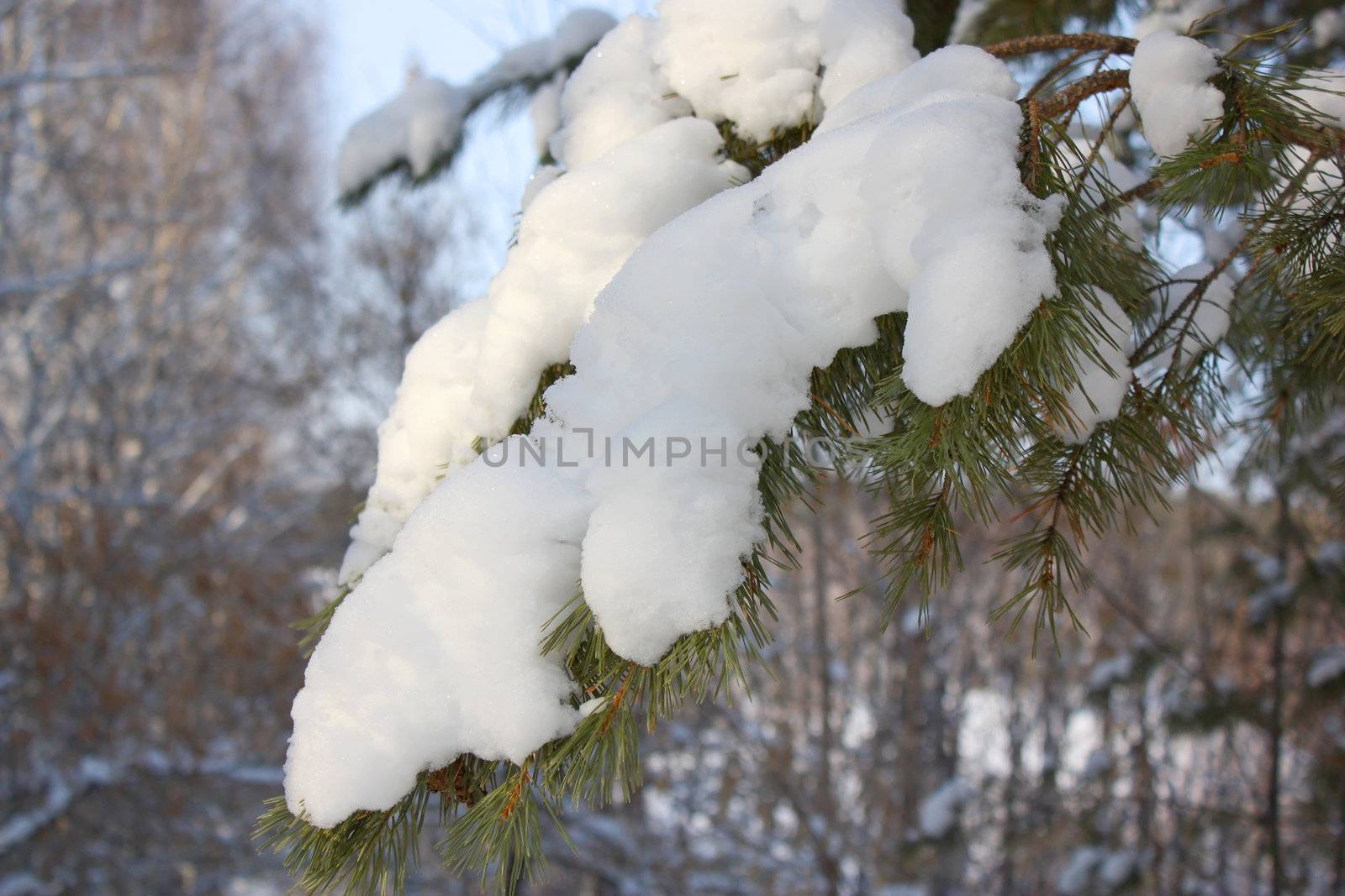 Twig of pine under snow. Shallow DOF.