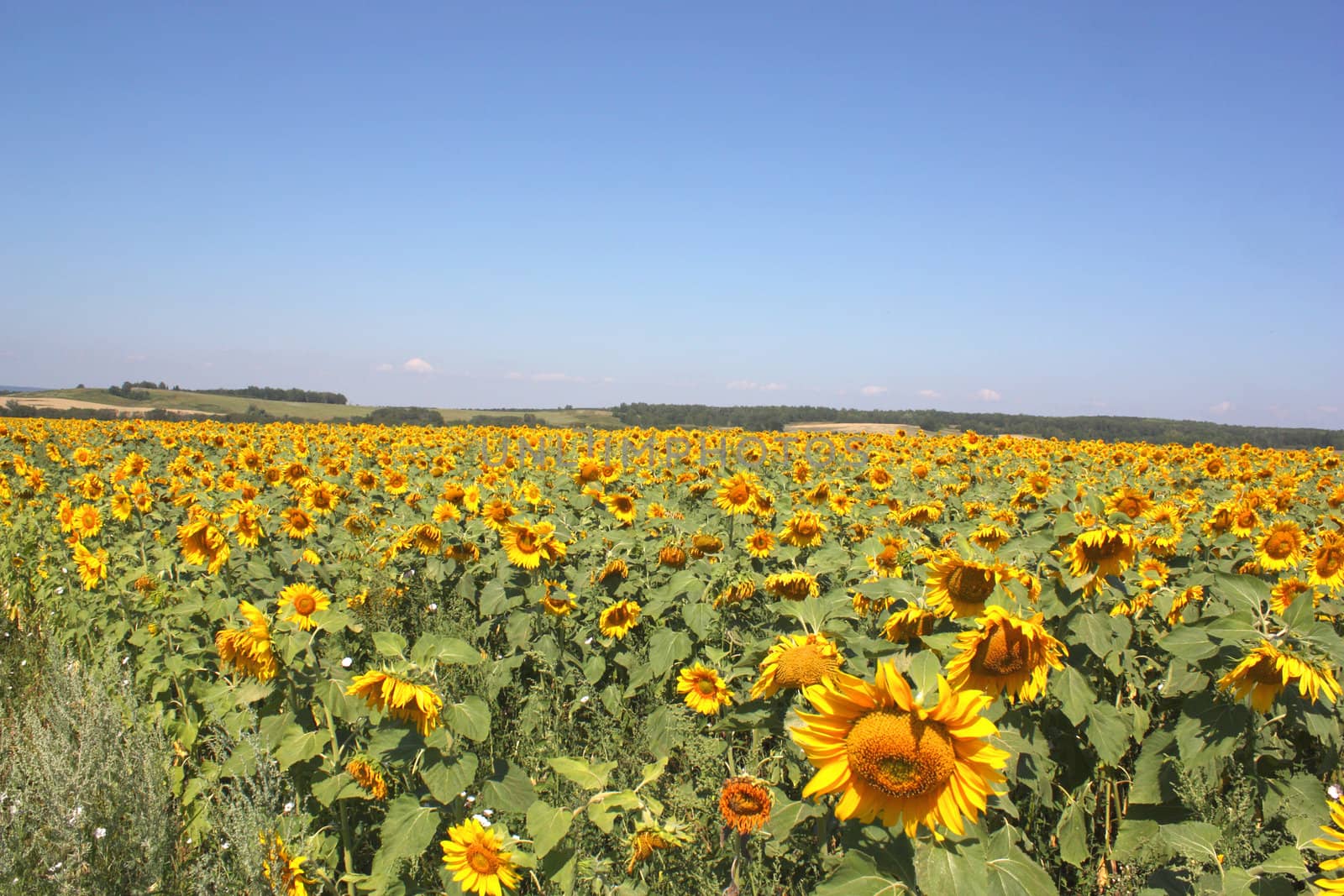 Sunflowers field under the hills by sergpet