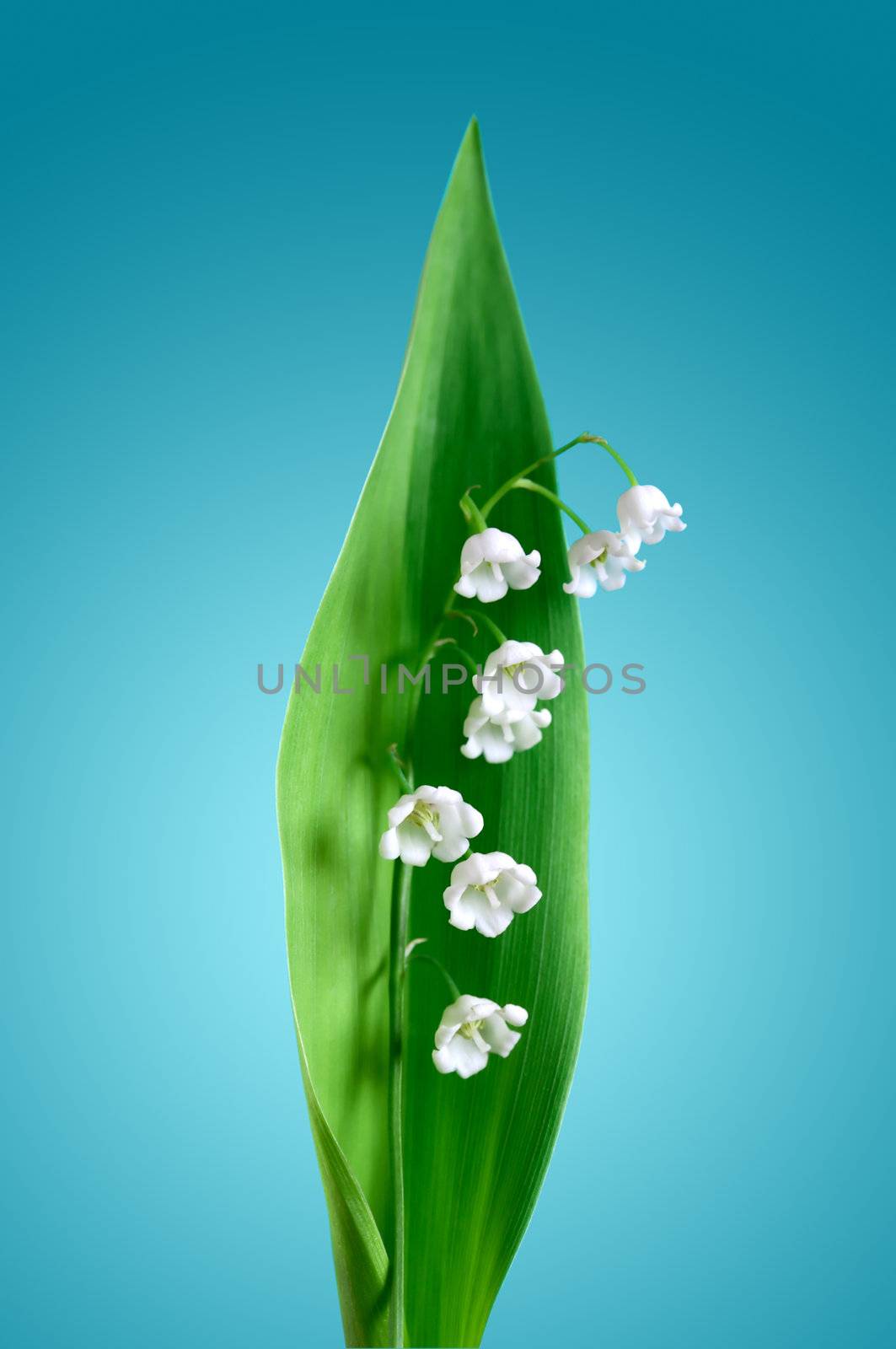 Lily of the valley with long green leaf on blue gradient background