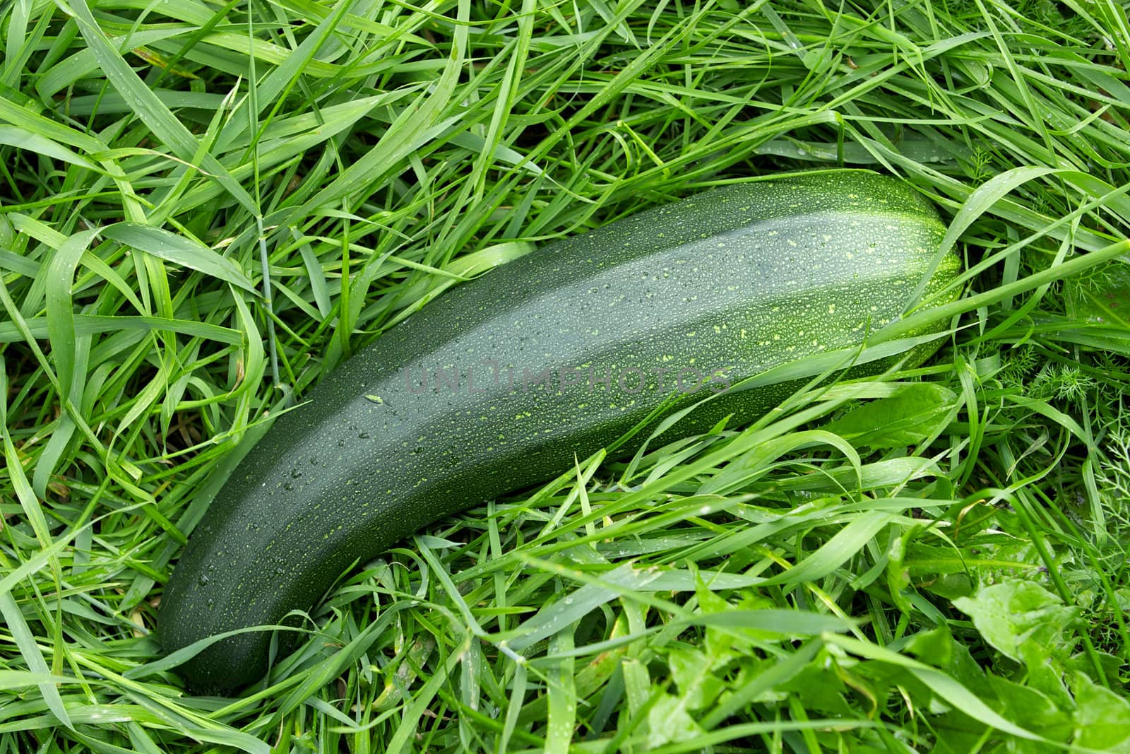 Zucchini on the green grass background