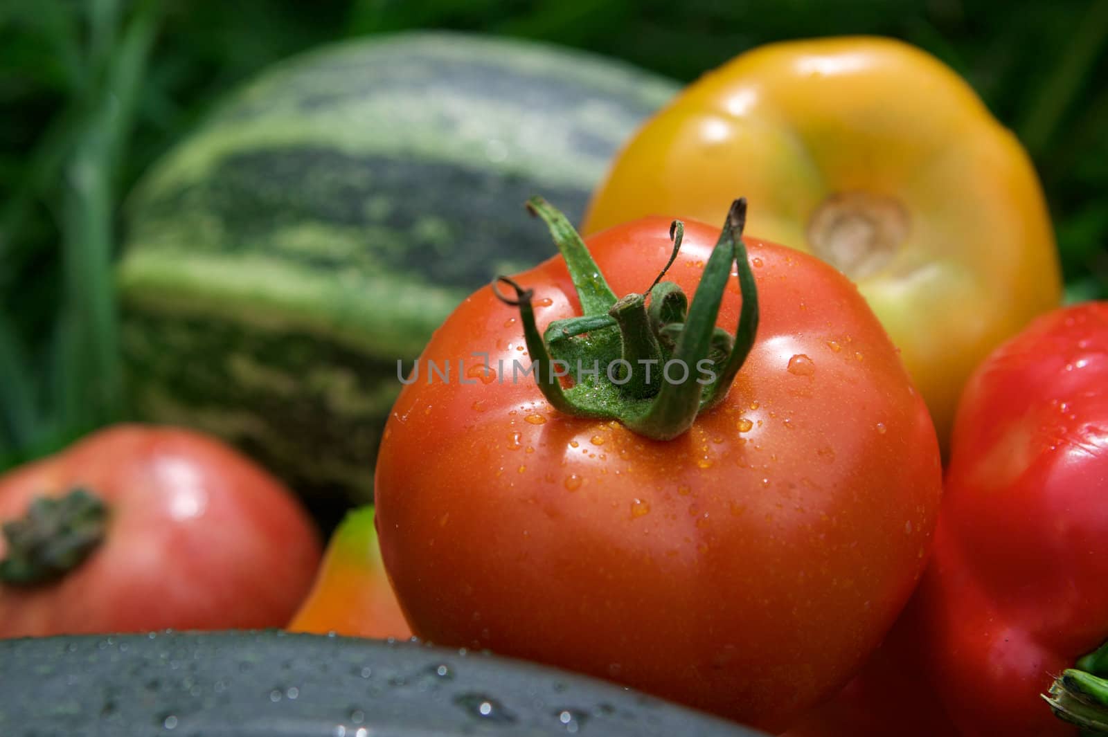 Vegetables on the green grass background