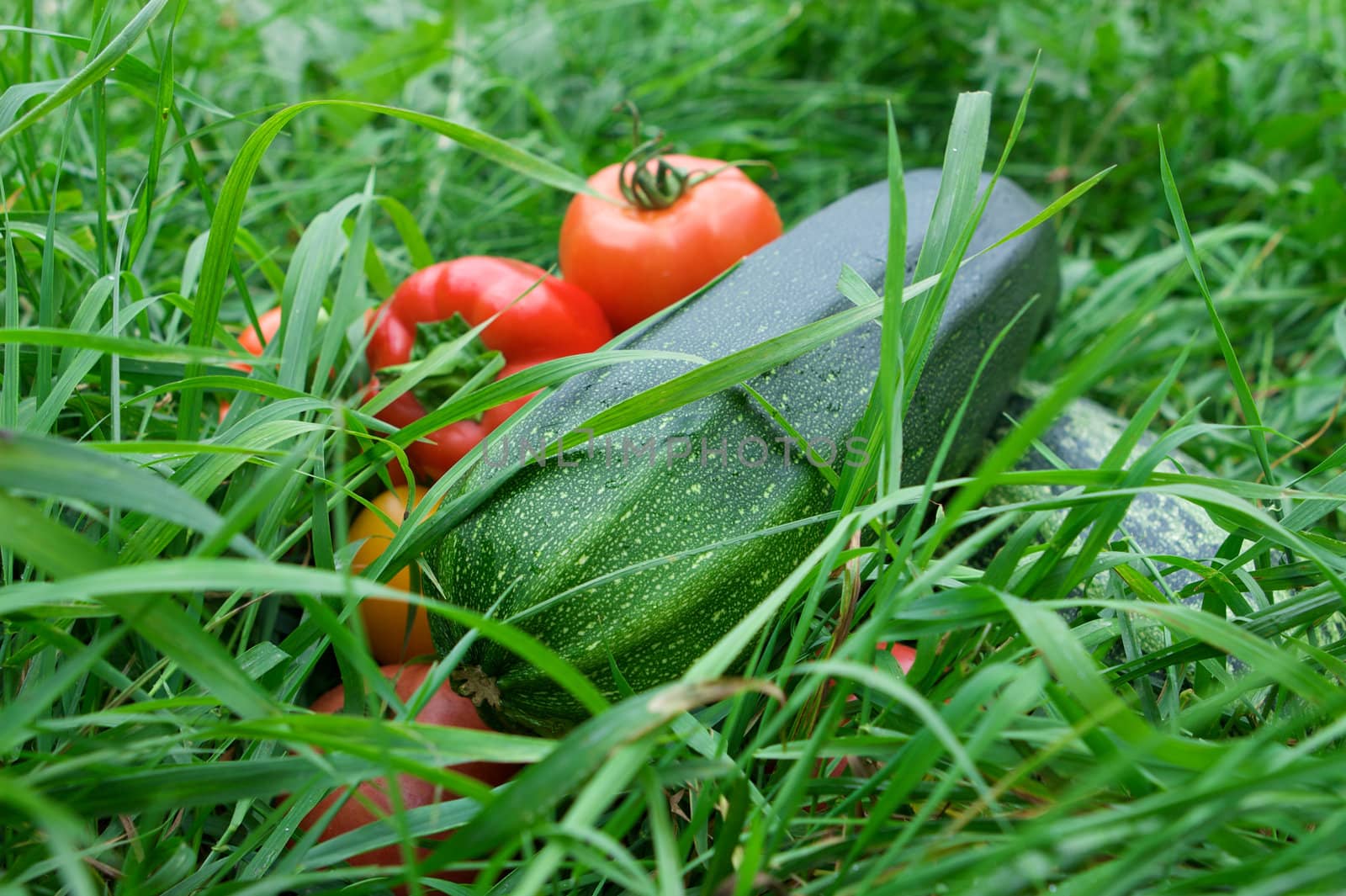 Vegetables on the green grass background