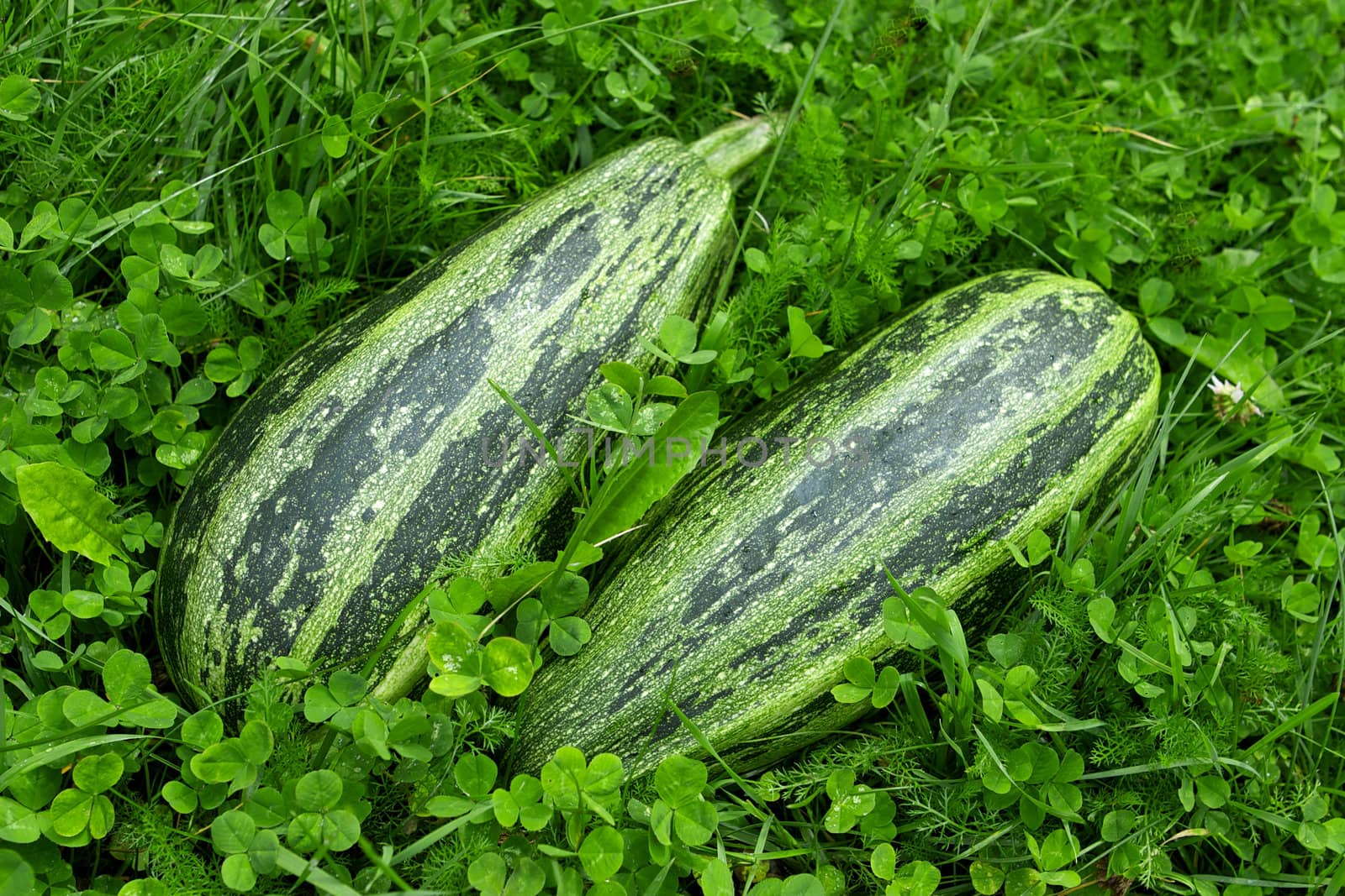 Zucchini on the green grass background