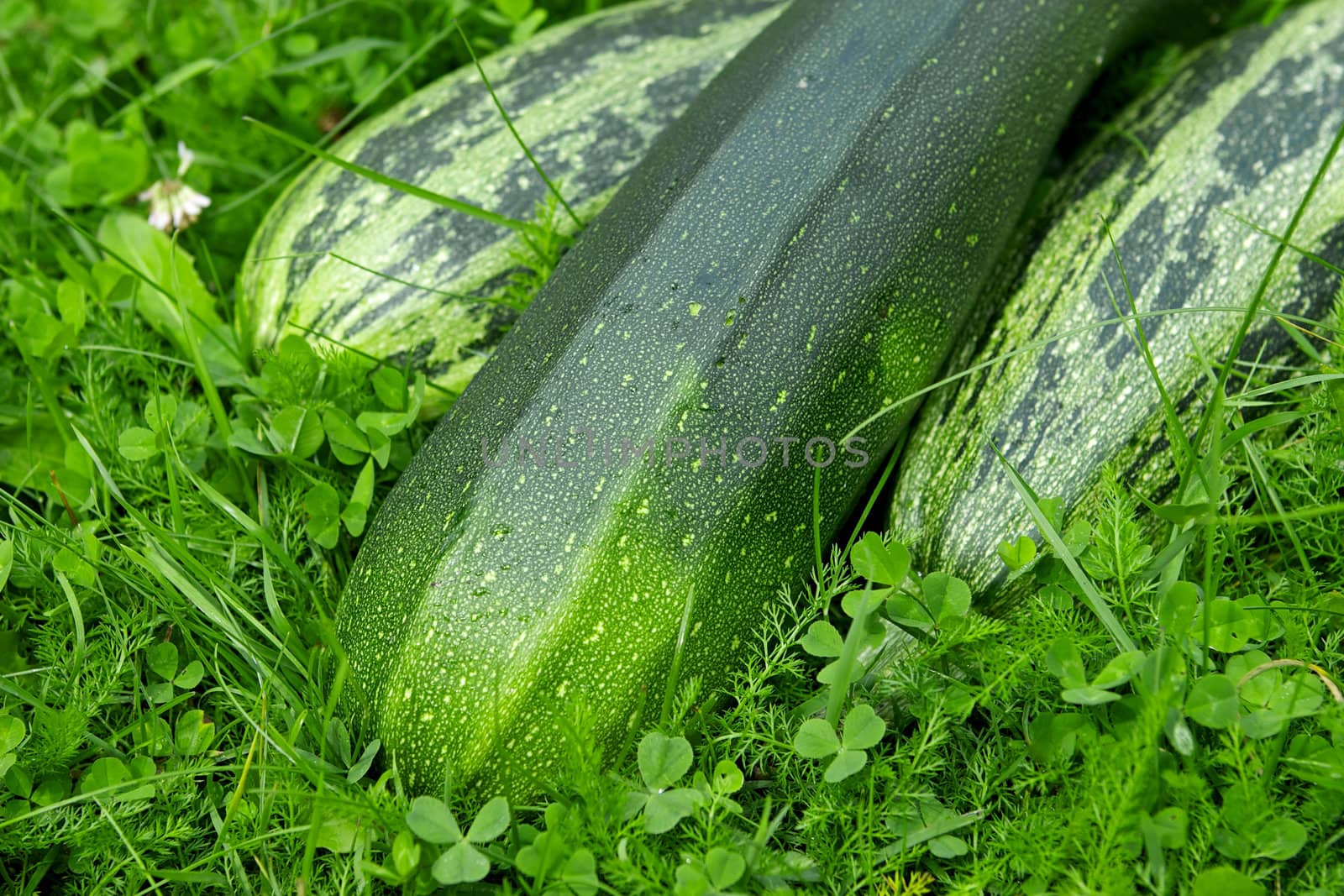 Zucchini on the green grass background