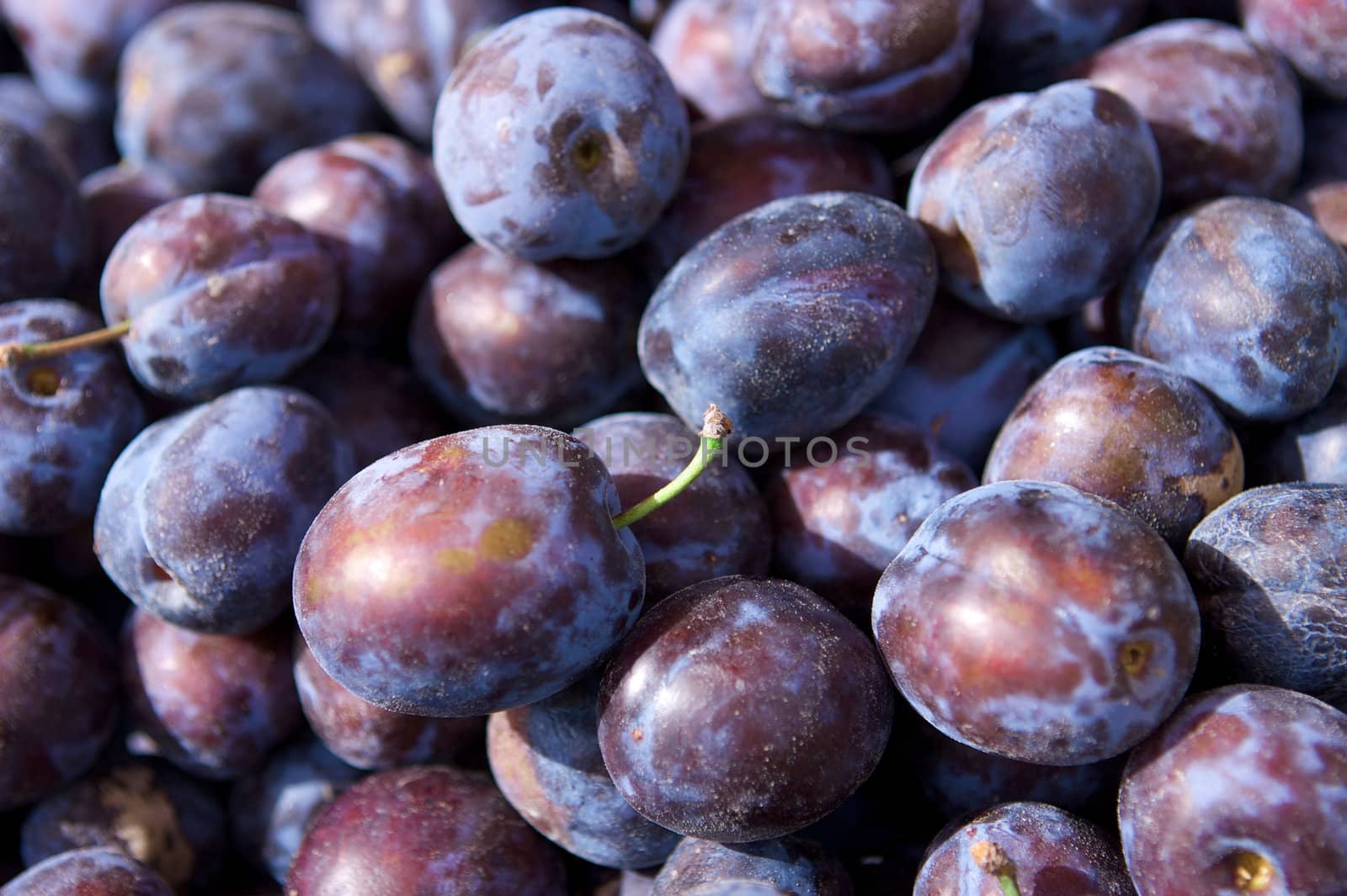 Plum fruit in the box