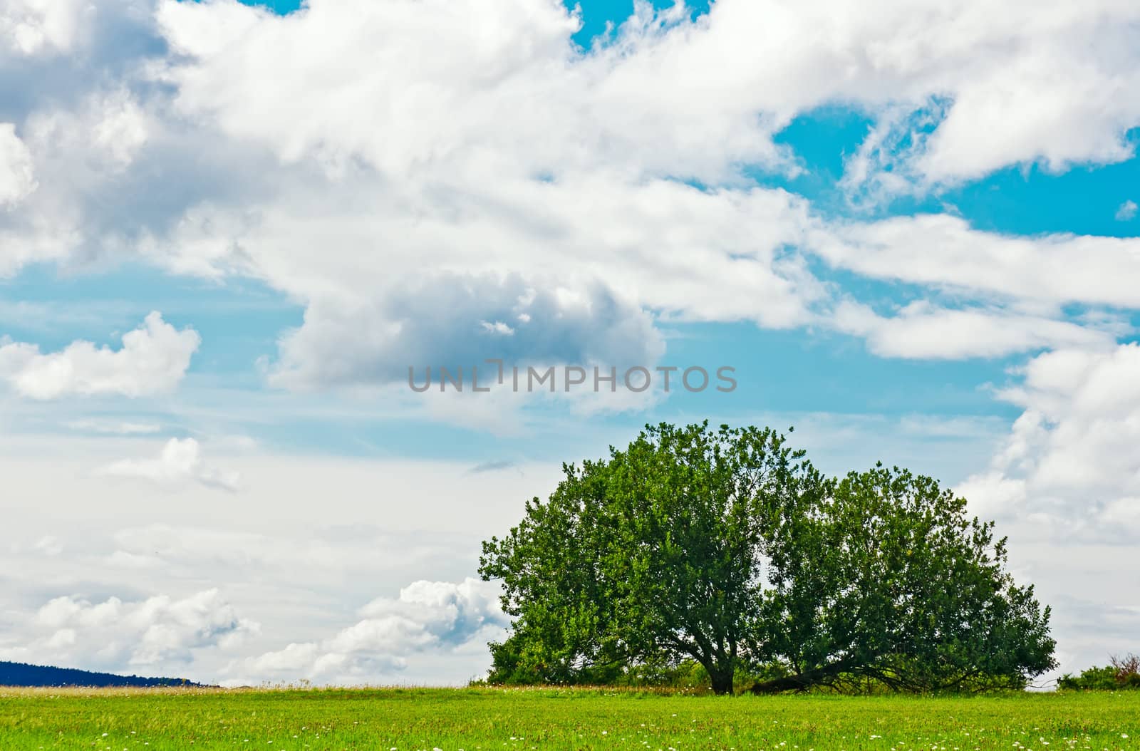 This image shows a tree at a meadow