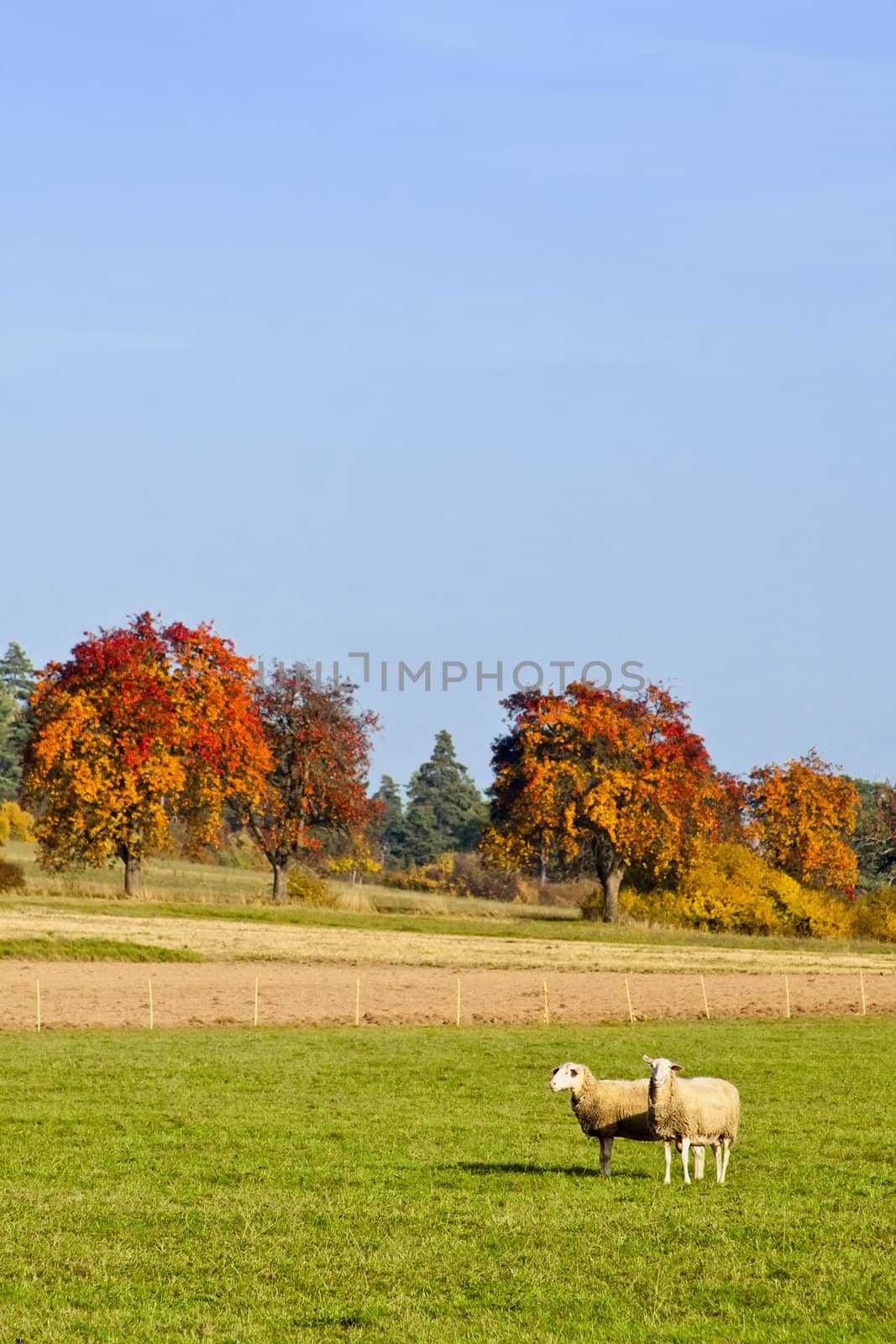 This image shows two sheeps in fall