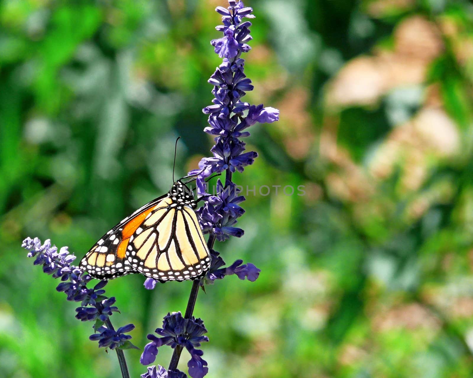 A Monarc butterfly getting nectar from a blue flower