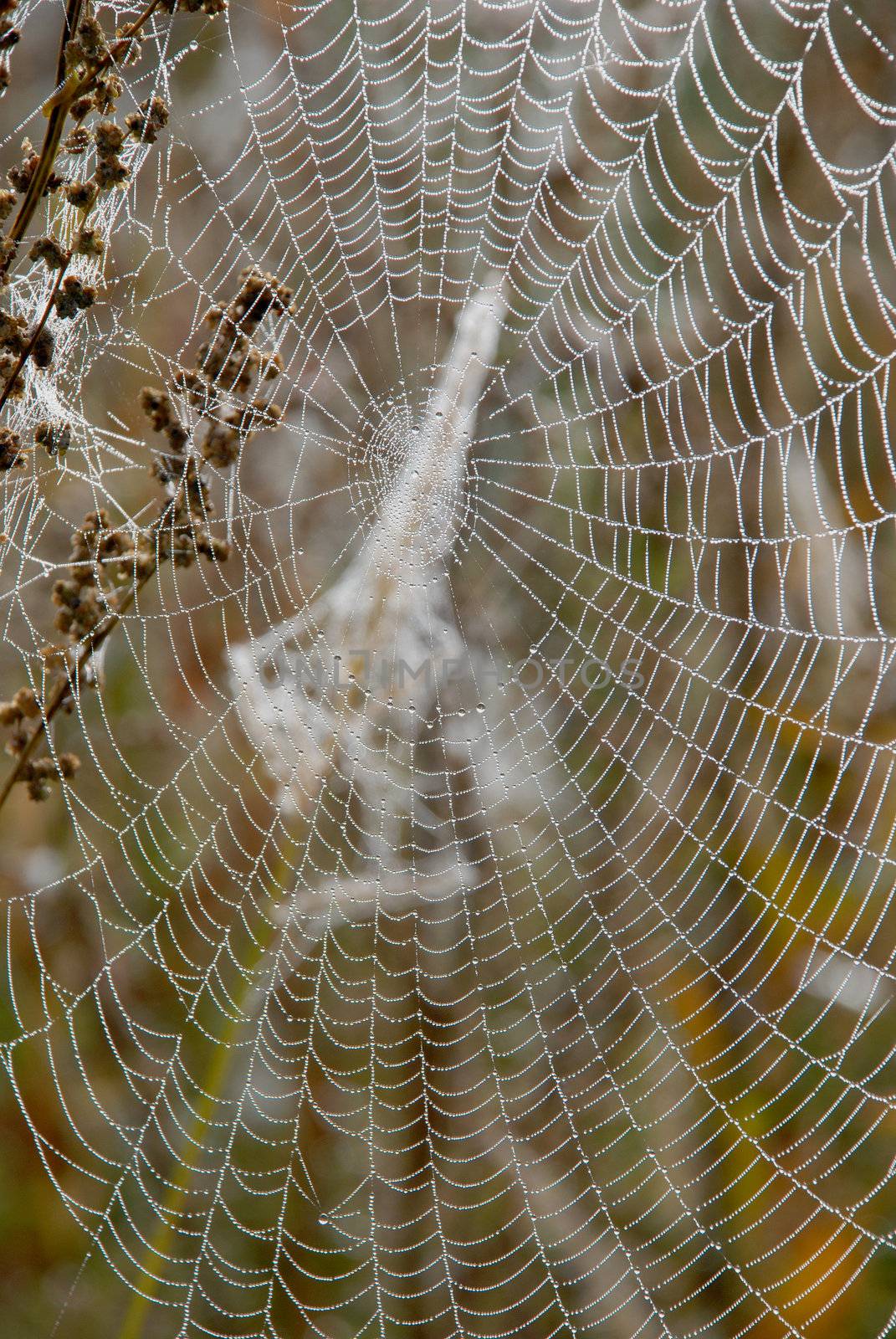 Autumn dew on the web - a frequent guest