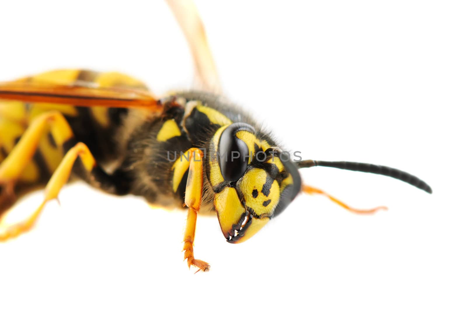 Wasp detailed portrait on white background
