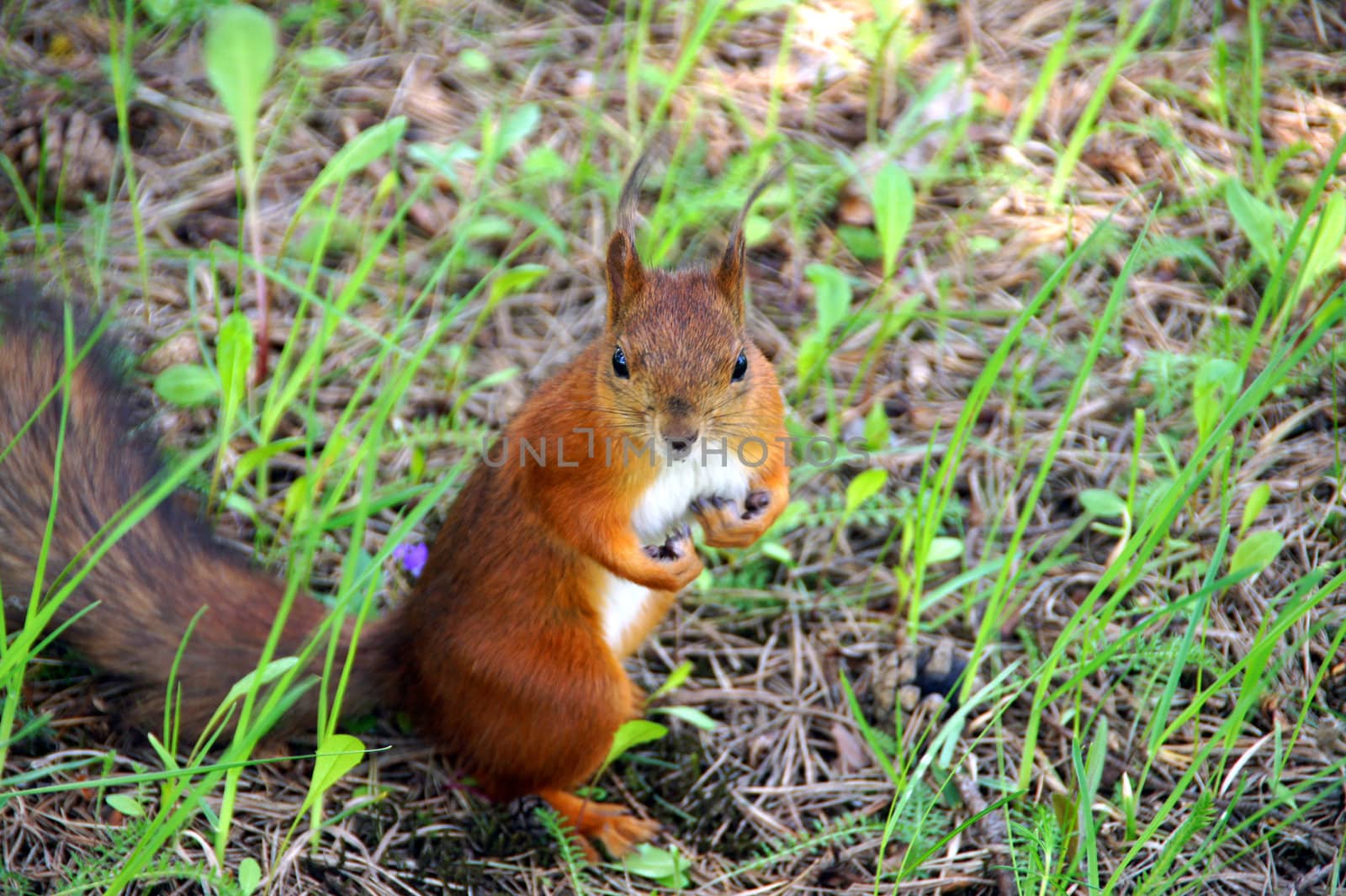 Squirrel looks at a camera