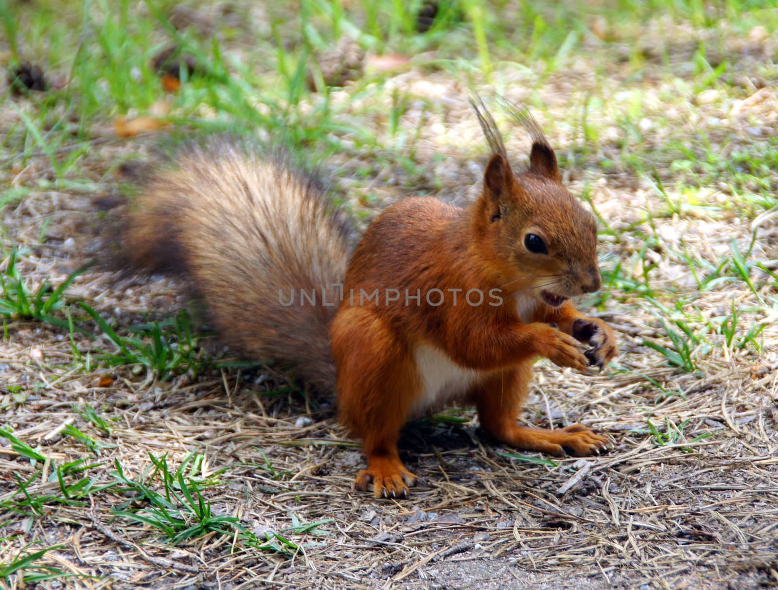 Squirrel  by andrei_kolyvanov