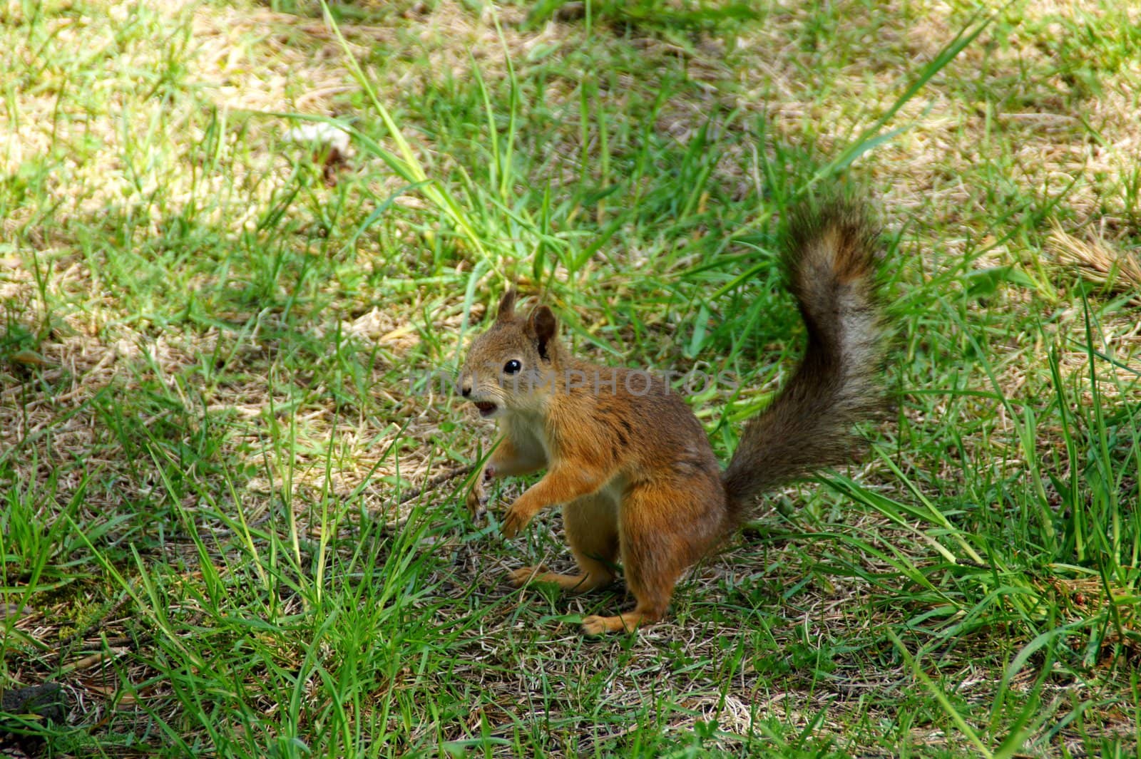 Squirrel it is very surprised