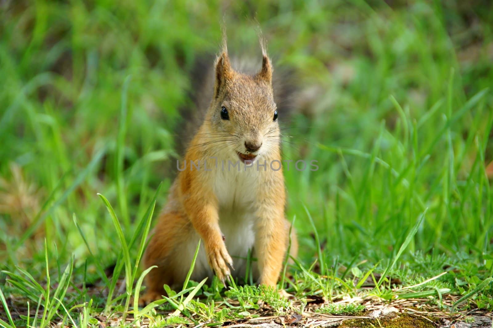 Squirrel holds a nut in a mouth