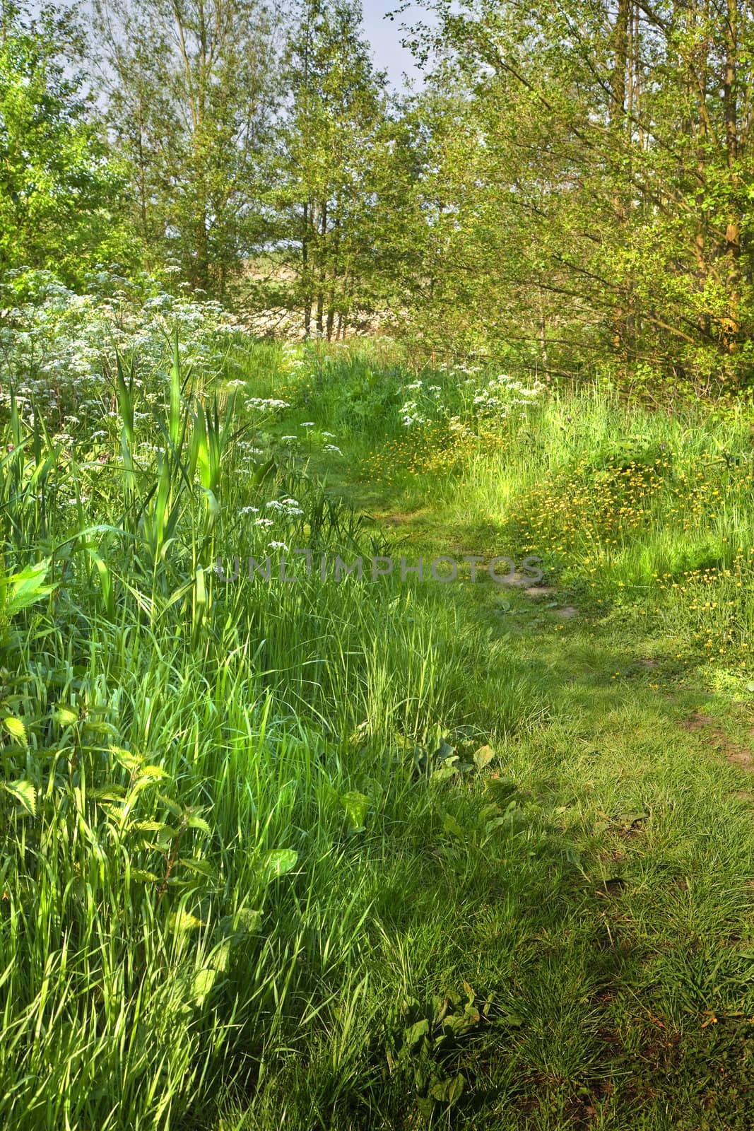 Countrylandscape with grass path and blooming flowers in spring