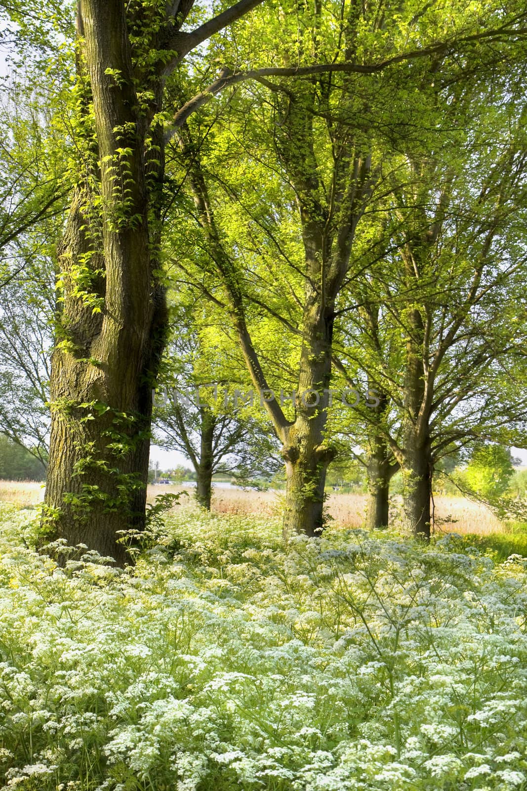 Trees and blooming Cow parsley with eveningsun in spring