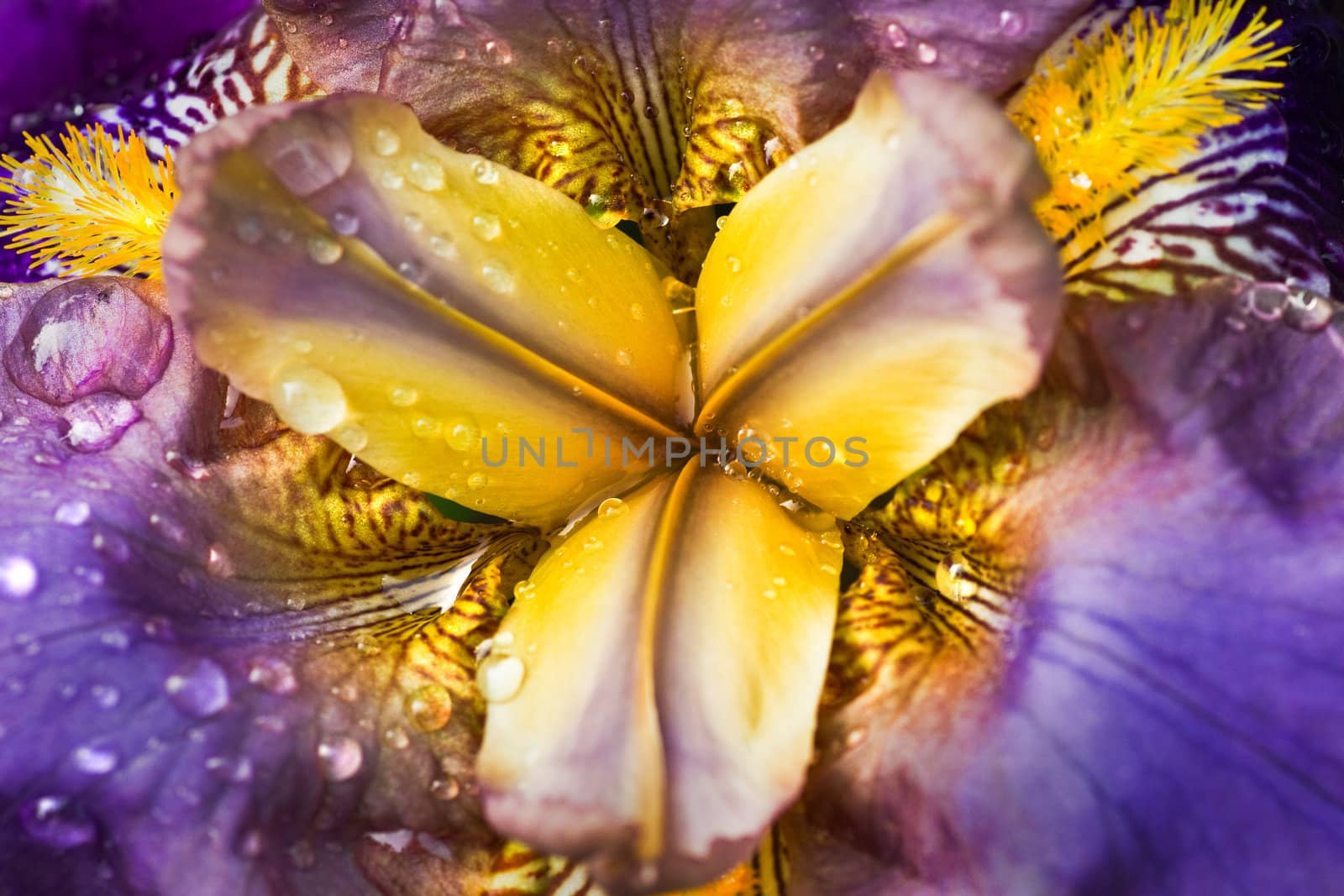 German Iris or Iris germanica  by Colette