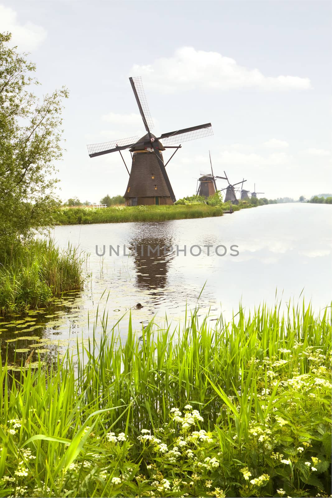 Row of windmills in Kinderdijk, the Netherlands in spring with blooming Cow parsley