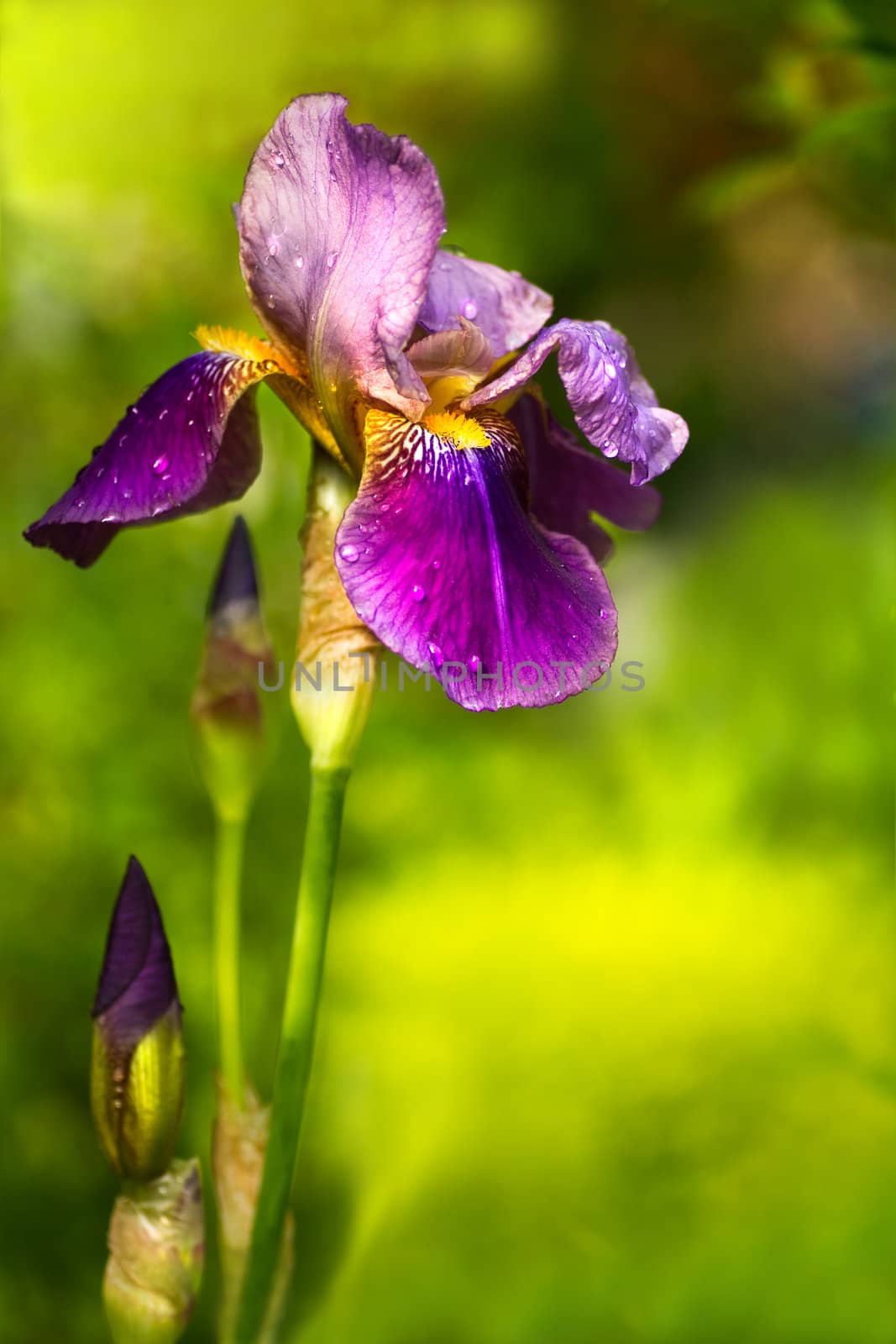Purple German Iris or Iris germanica in garden in spring after rain