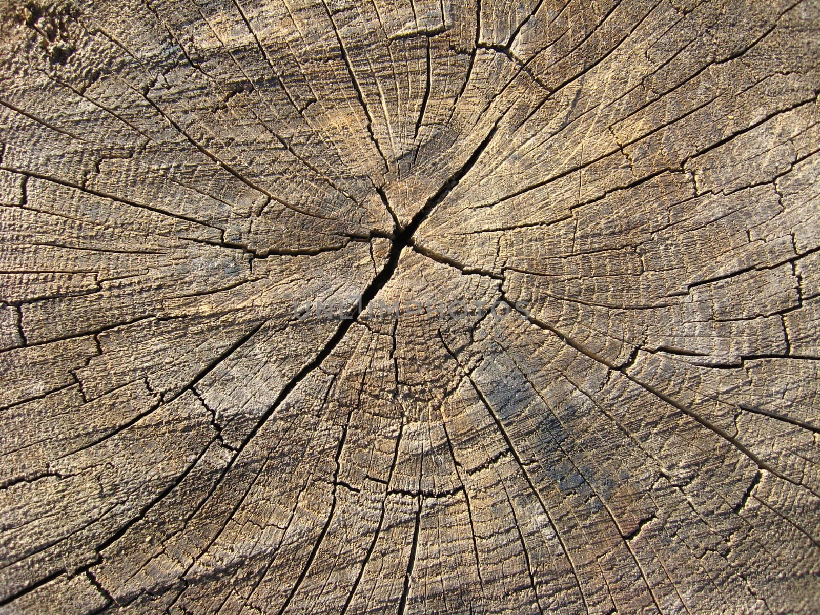 Pattern of dark wooden on a cut of a tree