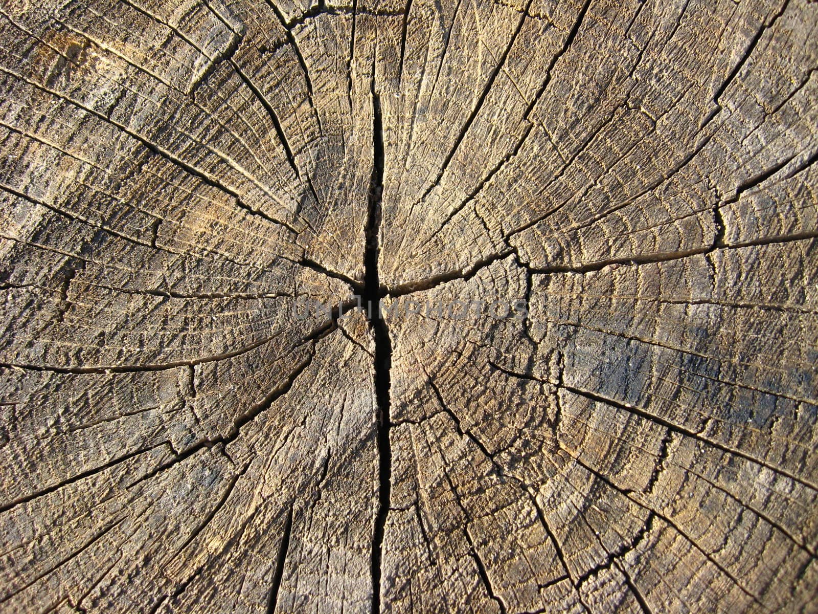 Pattern of dark wooden on a cut of a tree