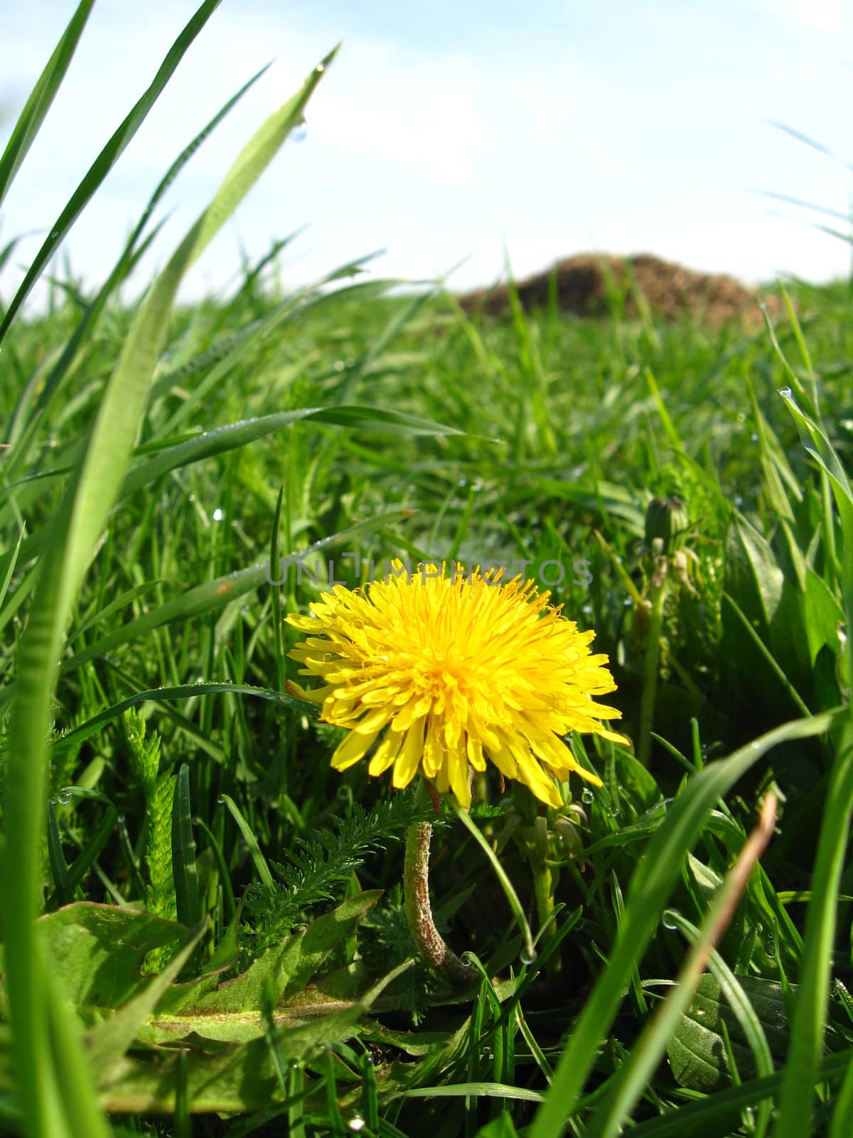 Unique dandelion on a background of a green grass