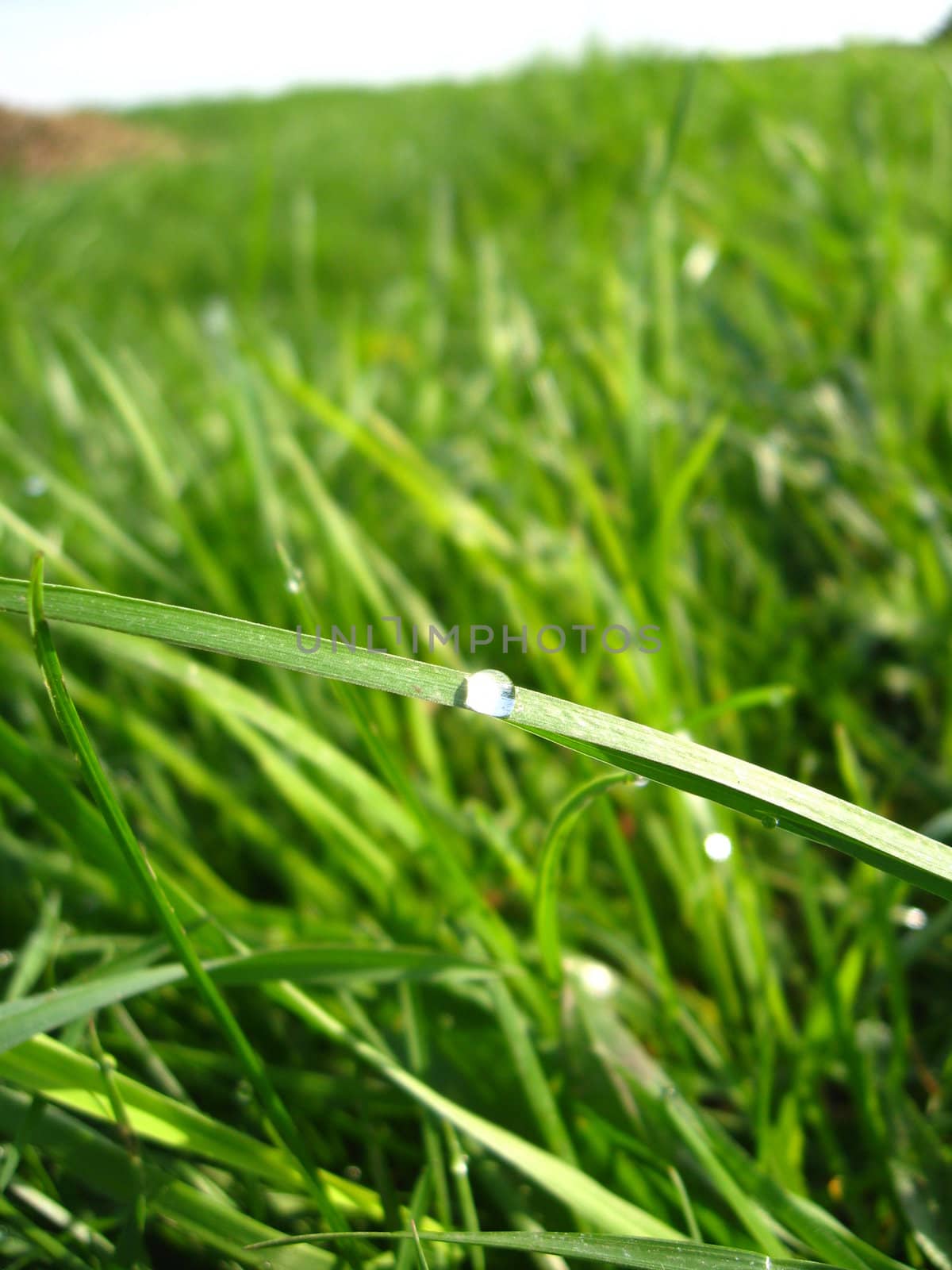 The image of dewdrop on the green blade