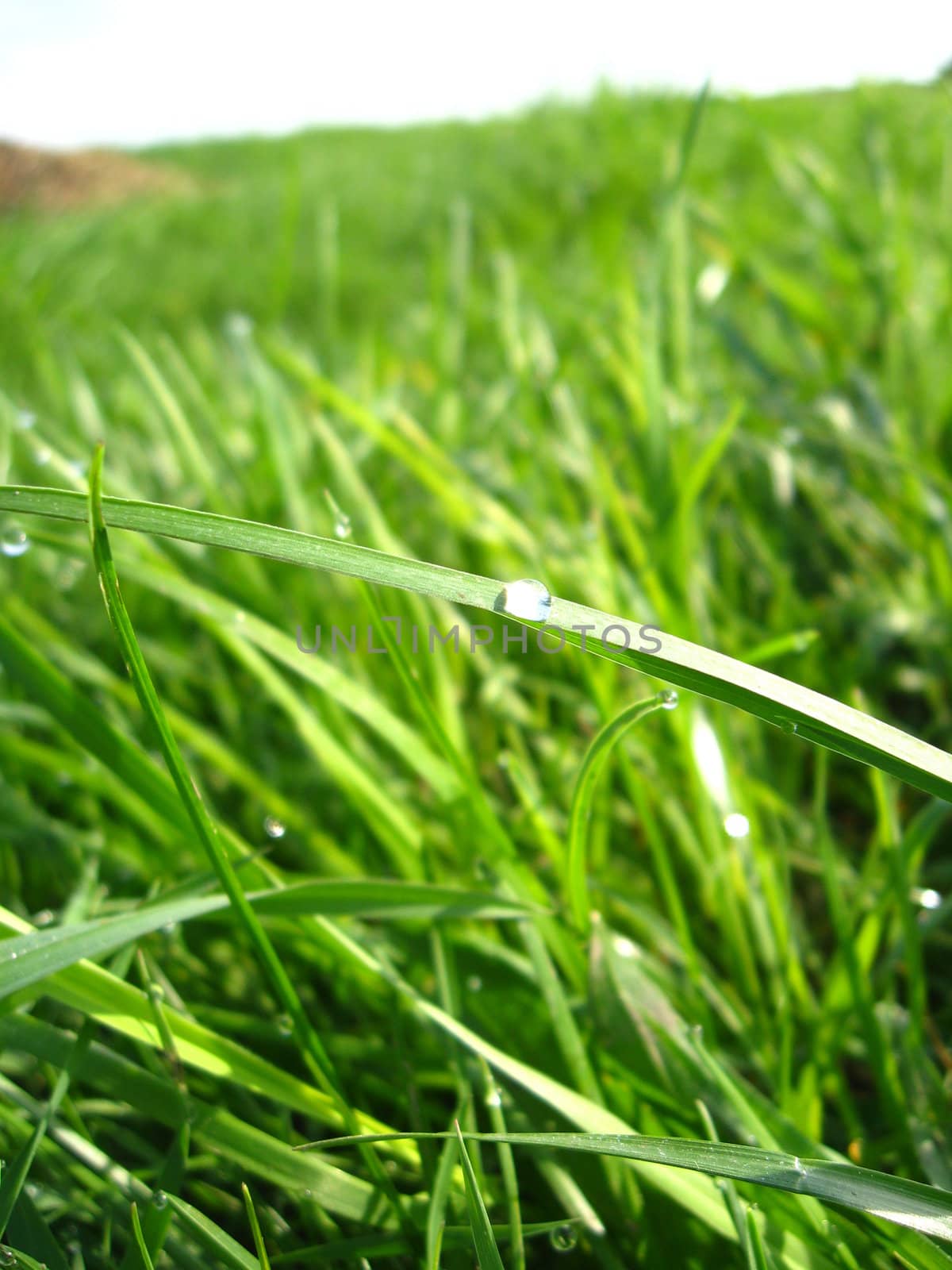 Dewdrop on a blade by alexmak