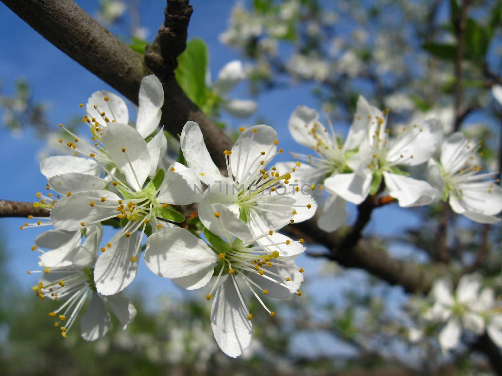 Blossoming tree of plum on a background of the blue sky