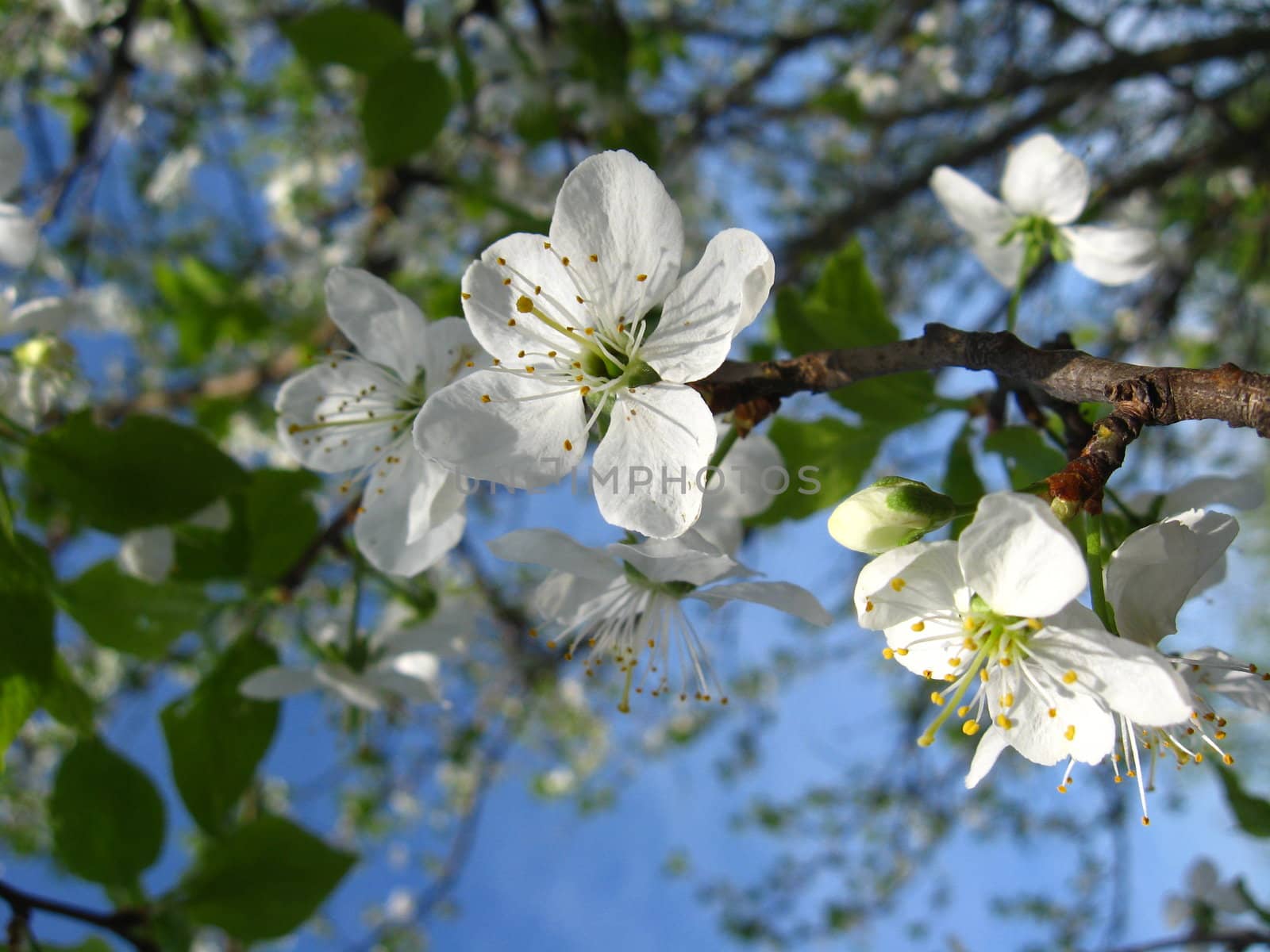 Blossoming tree of plum by alexmak