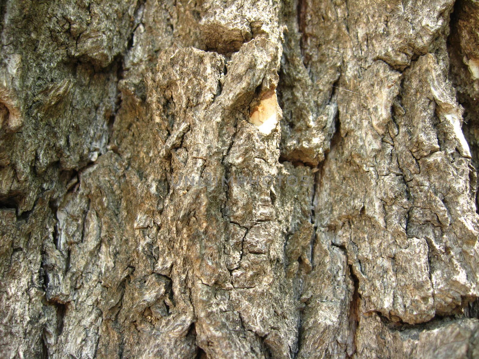 Dark bark of a tree by alexmak