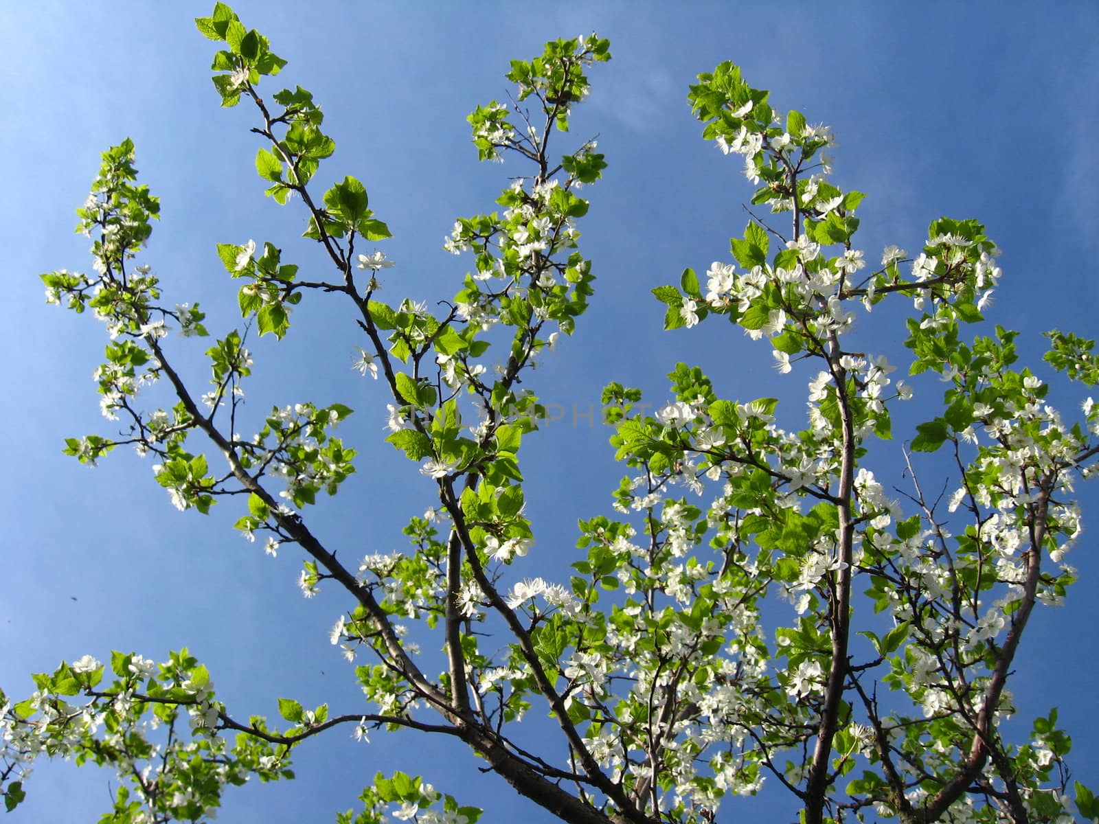 Blossoming tree of plum by alexmak