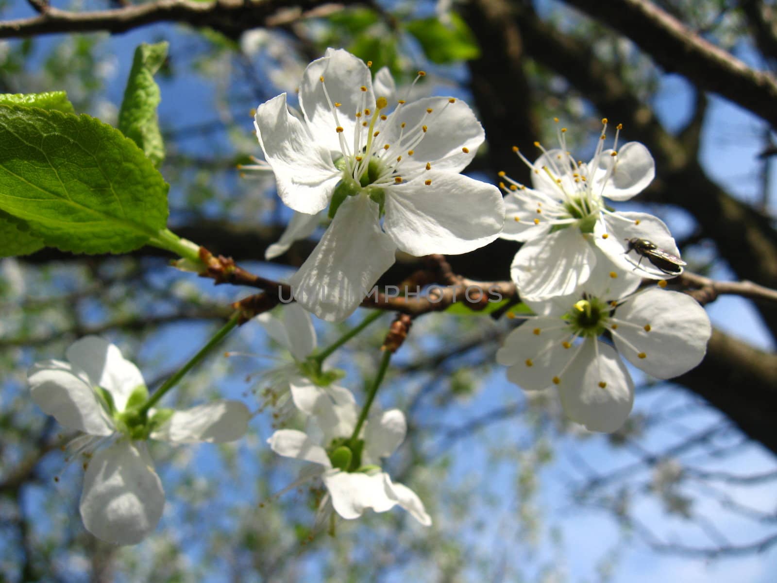 Blossoming tree of plum on a background of the blue sky