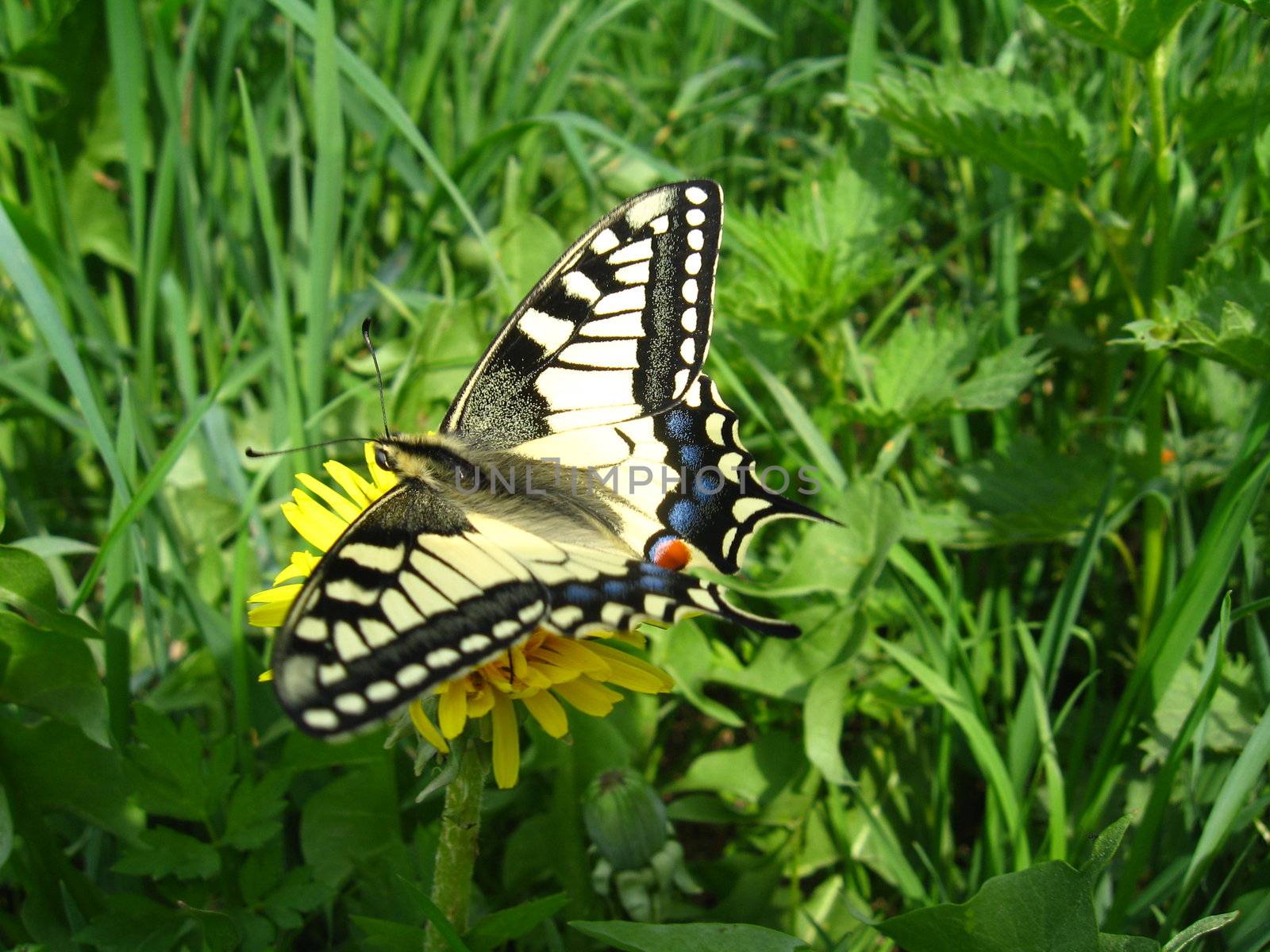 The beautiful butterfly of Papilio machaon by alexmak