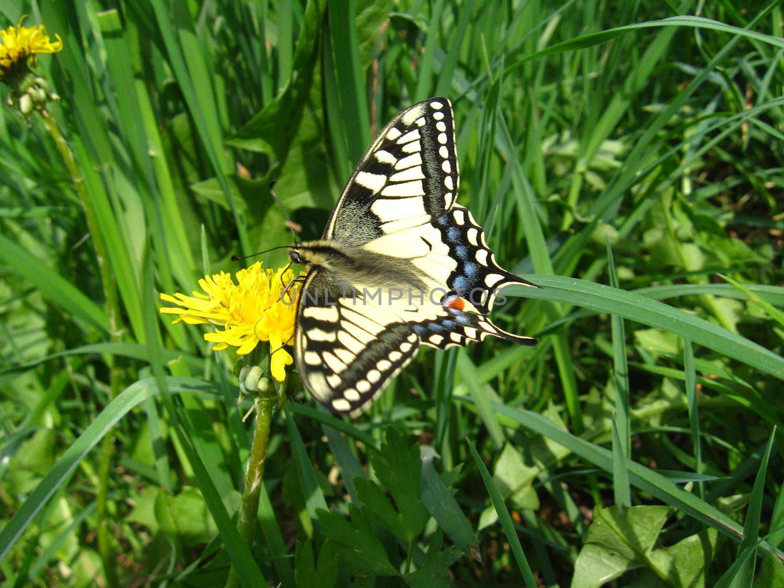 The beautiful butterfly of Papilio machaon sitting on the dandelion