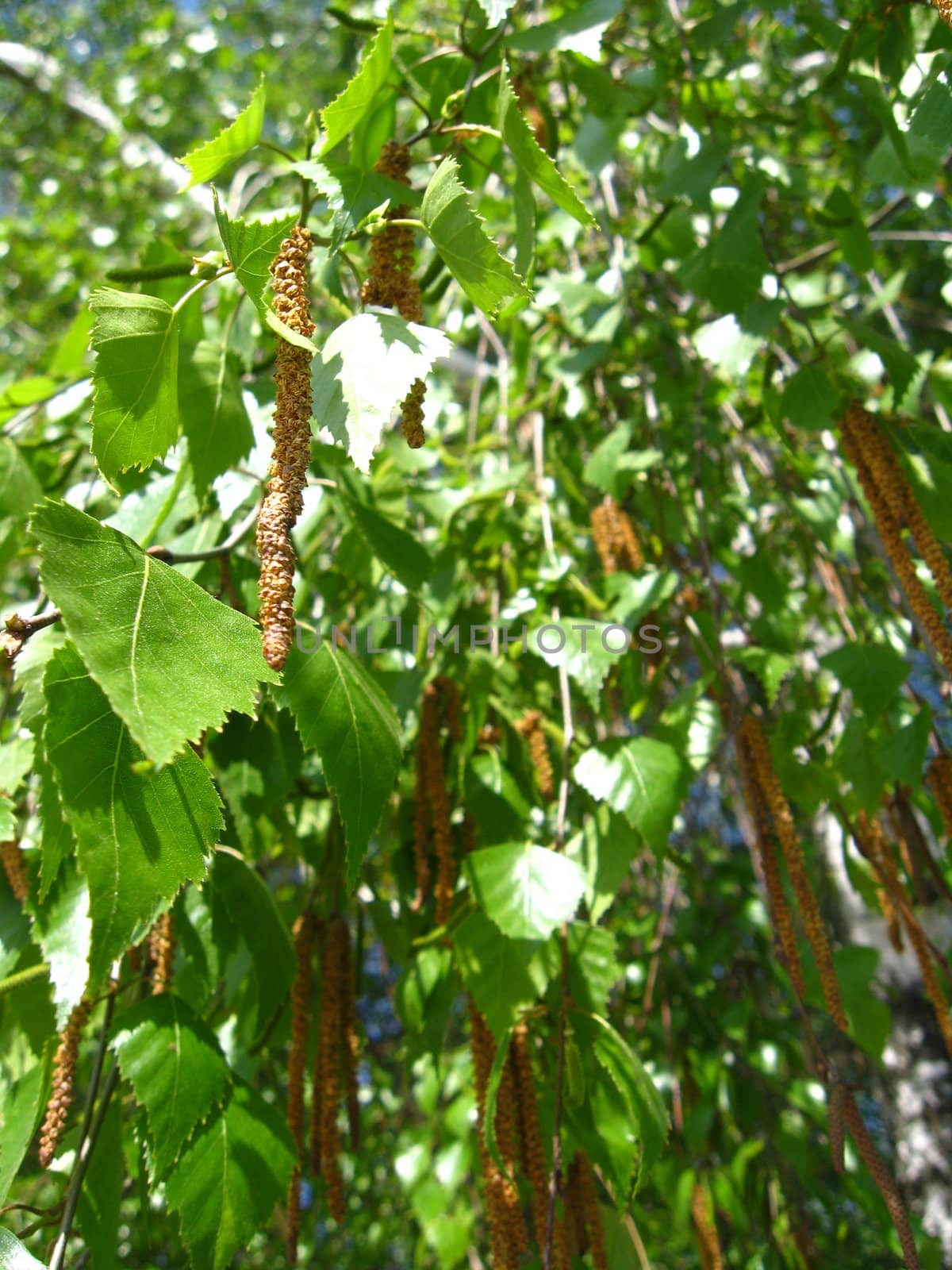 Young sprouts of birch by alexmak