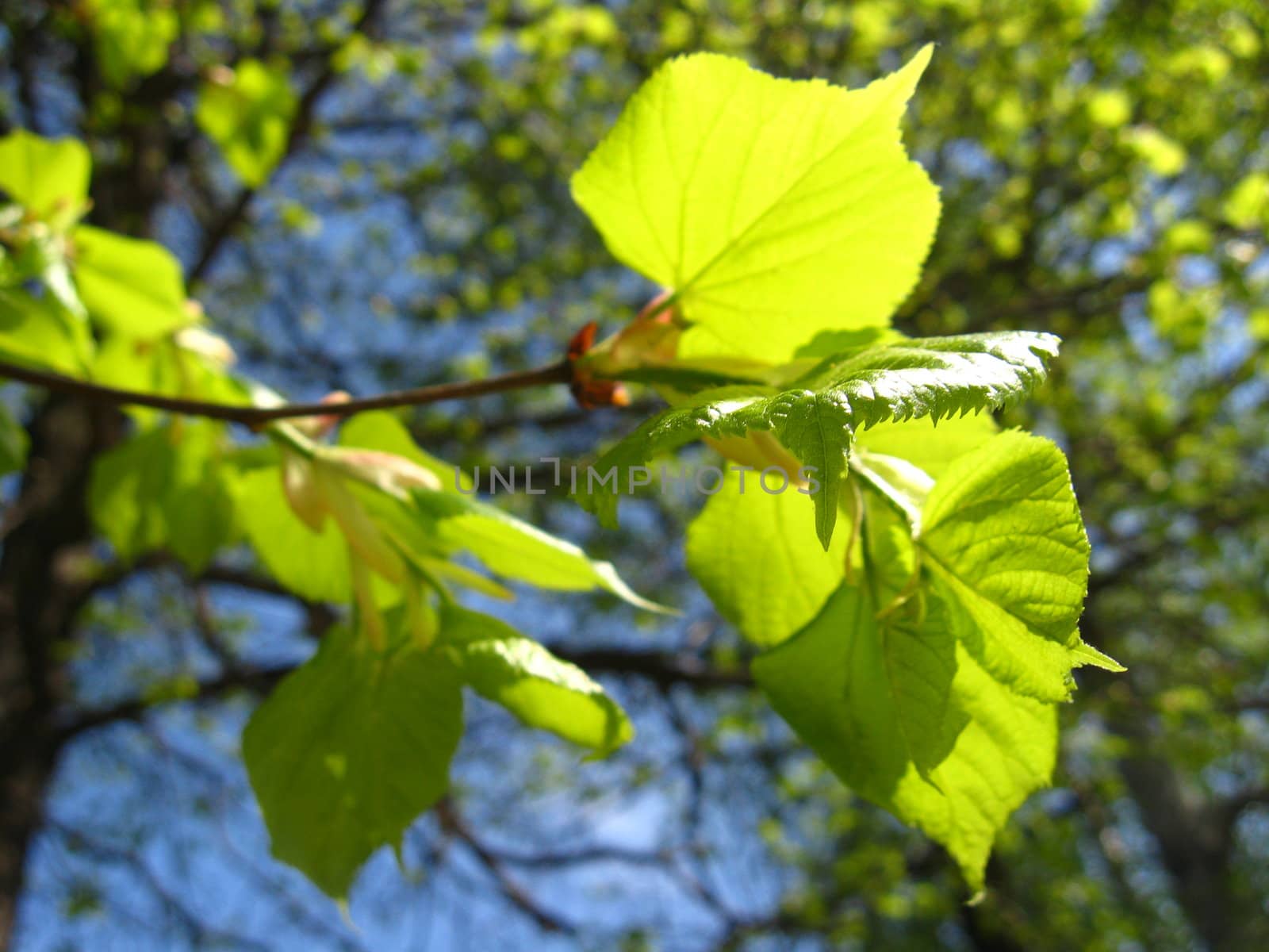 The image young green leaves of linden