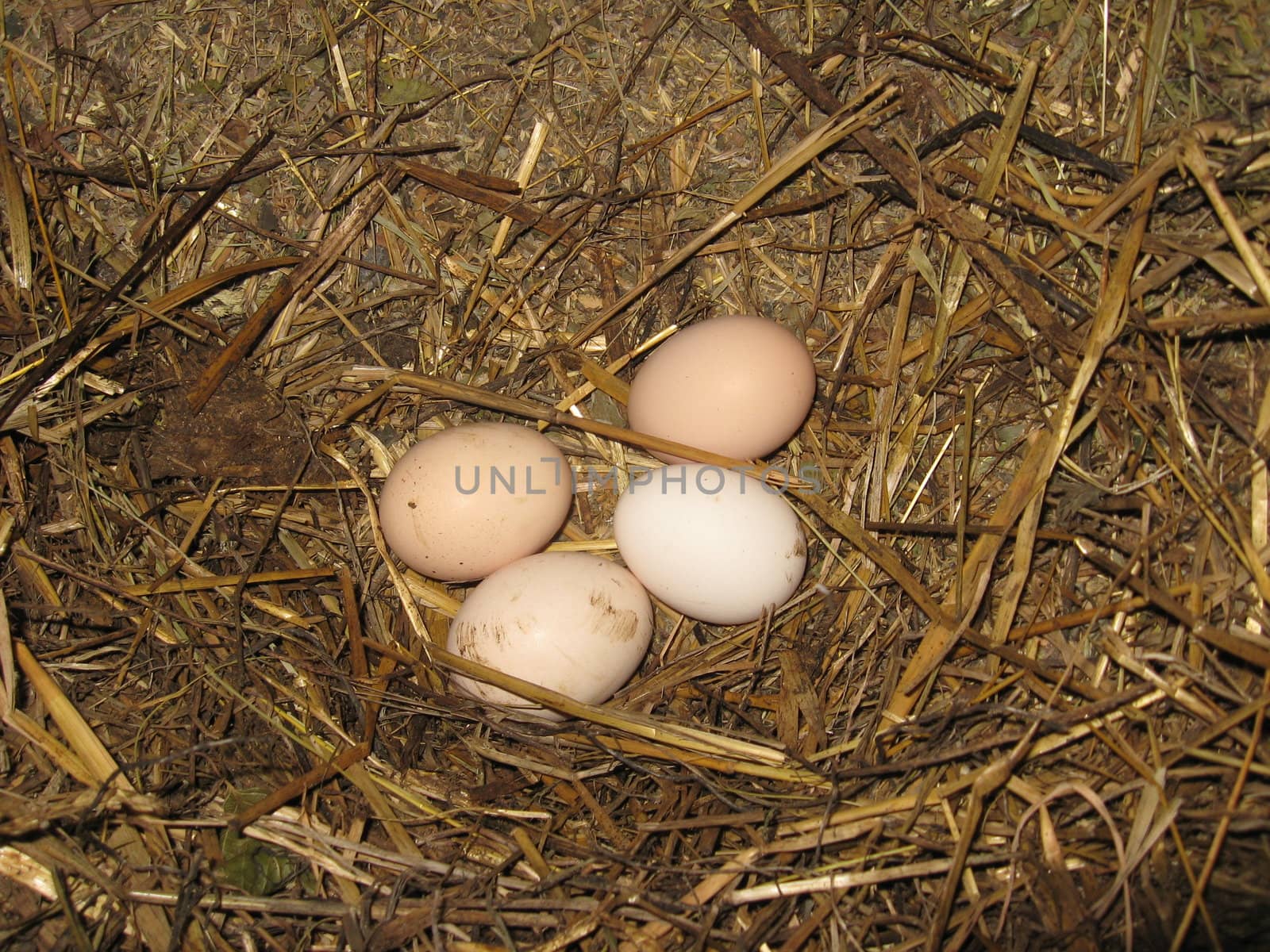 Nest of the hen with eggs on the hay