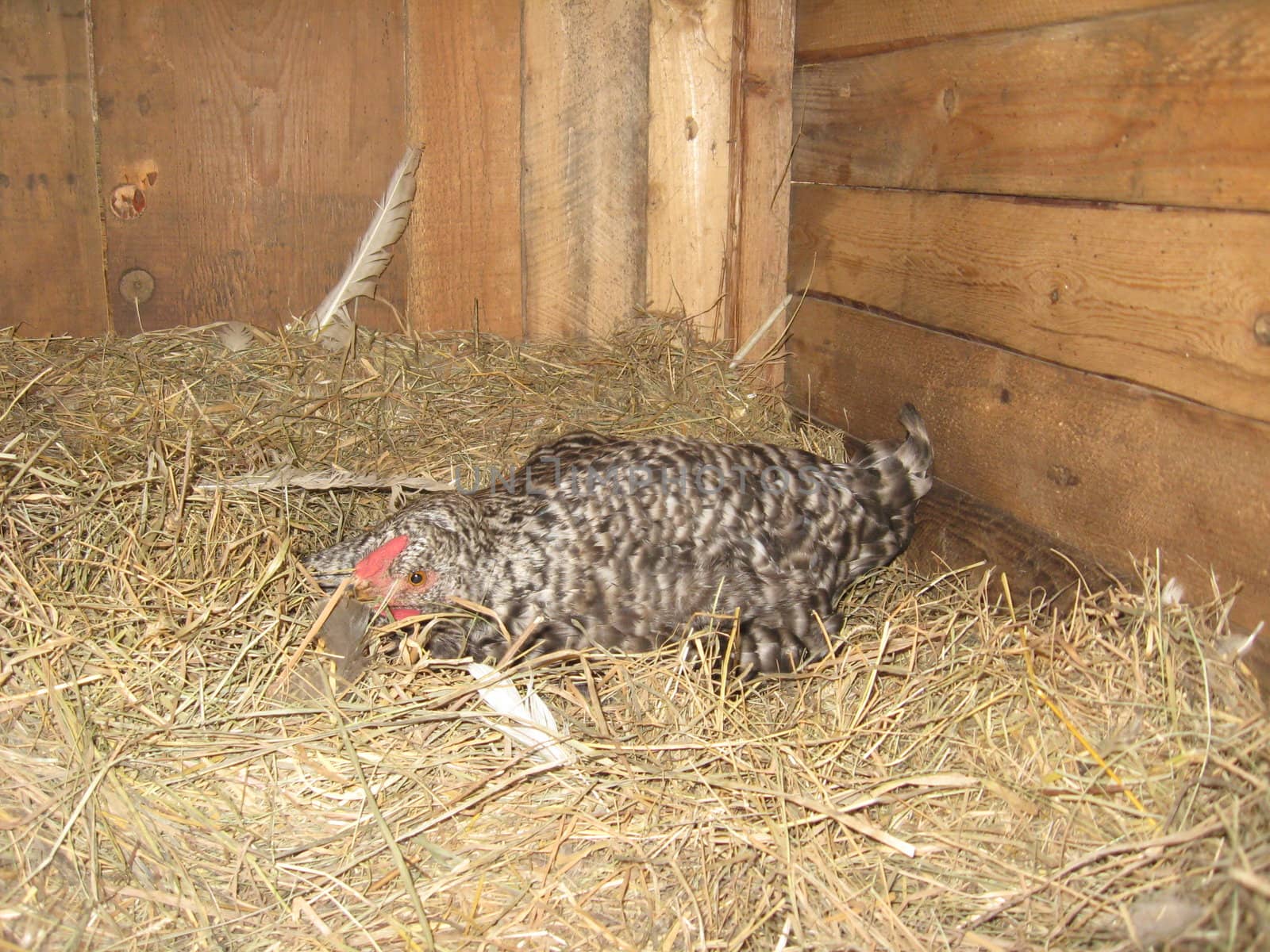 The hen sitting on a nest on the hay