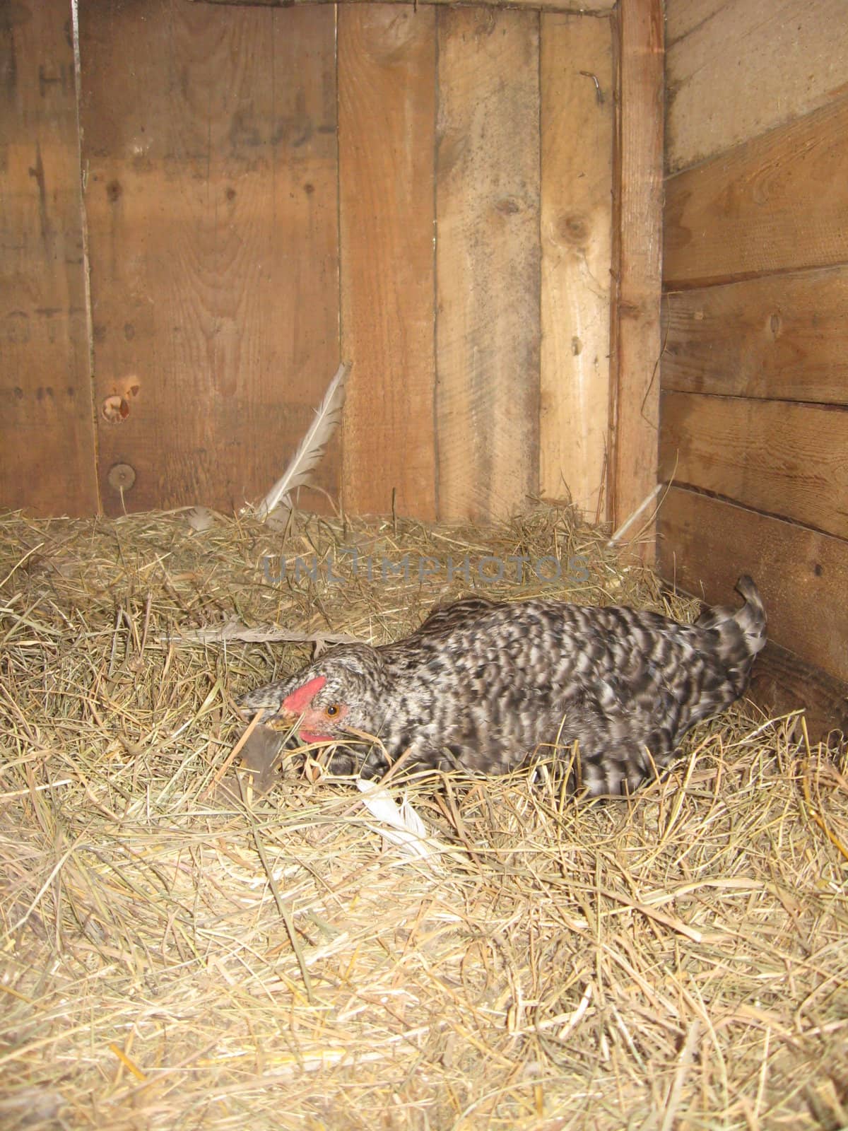 The hen sitting on a nest on the hay