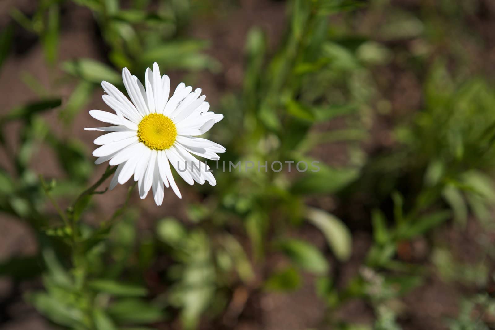 Single Marguerite Daisy Flower against soft focus green background