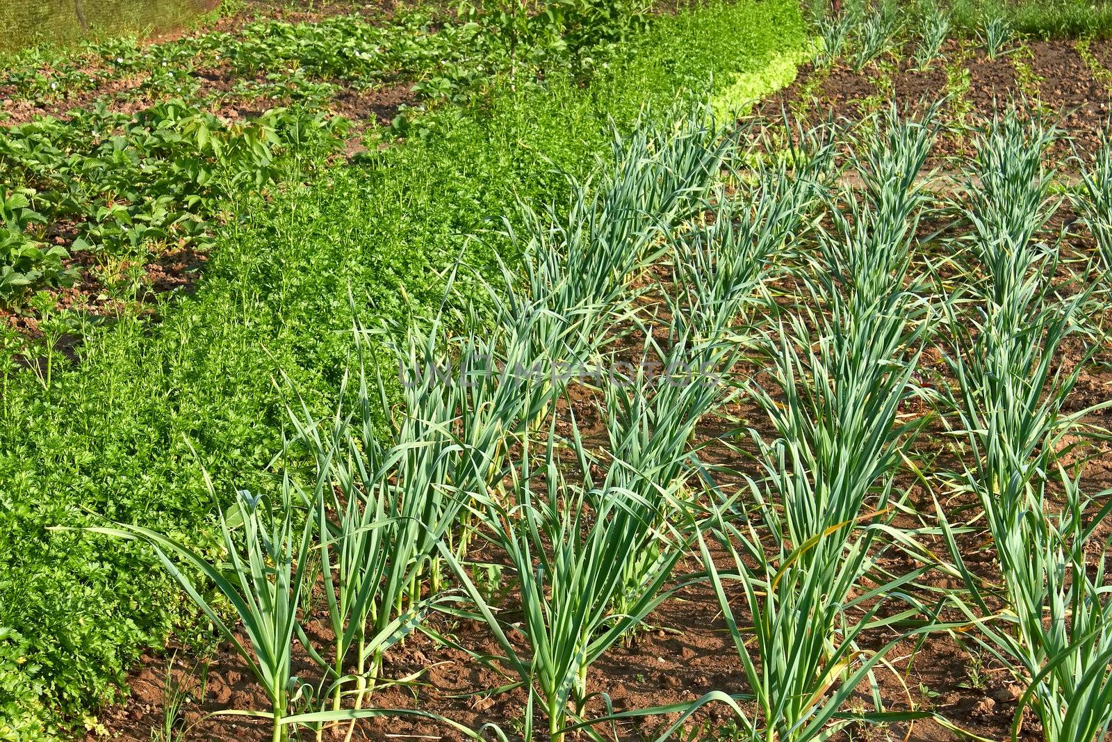 Garden beds in springtime by qiiip