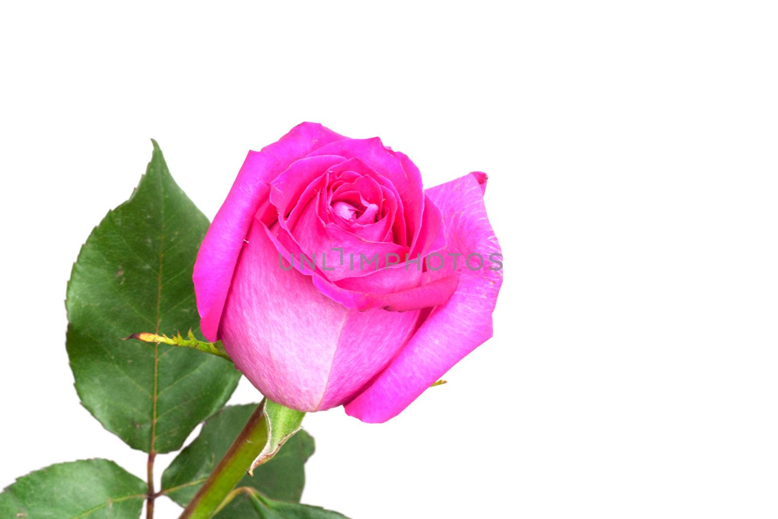 pink roses on a white background with space for text by schankz