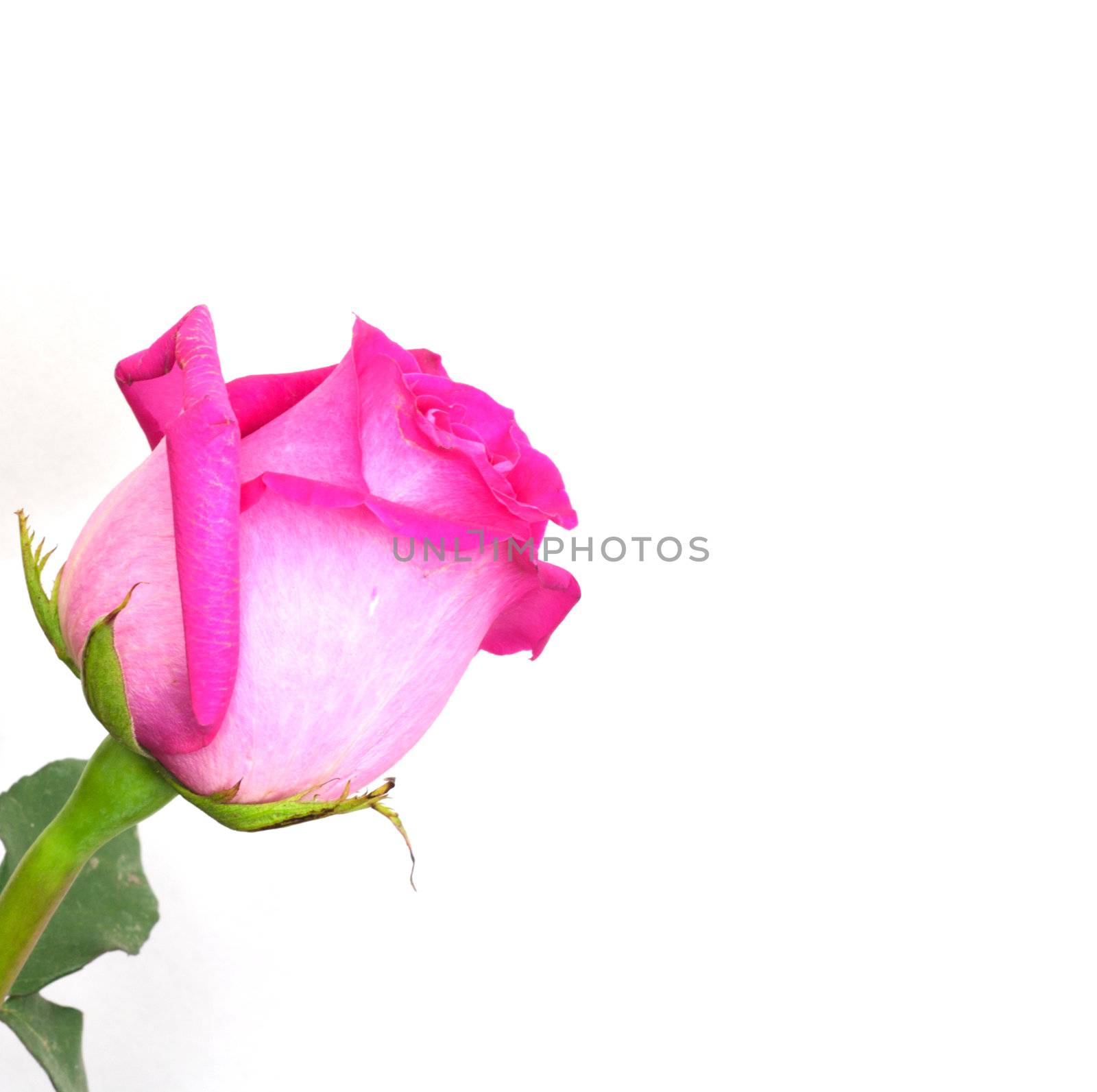pink roses on a white background with space for text