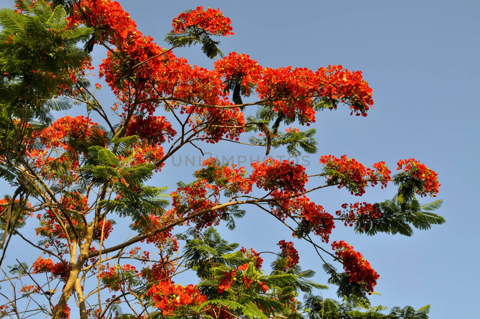 Colorful Royal Poinciana tree  in Miami, Florida