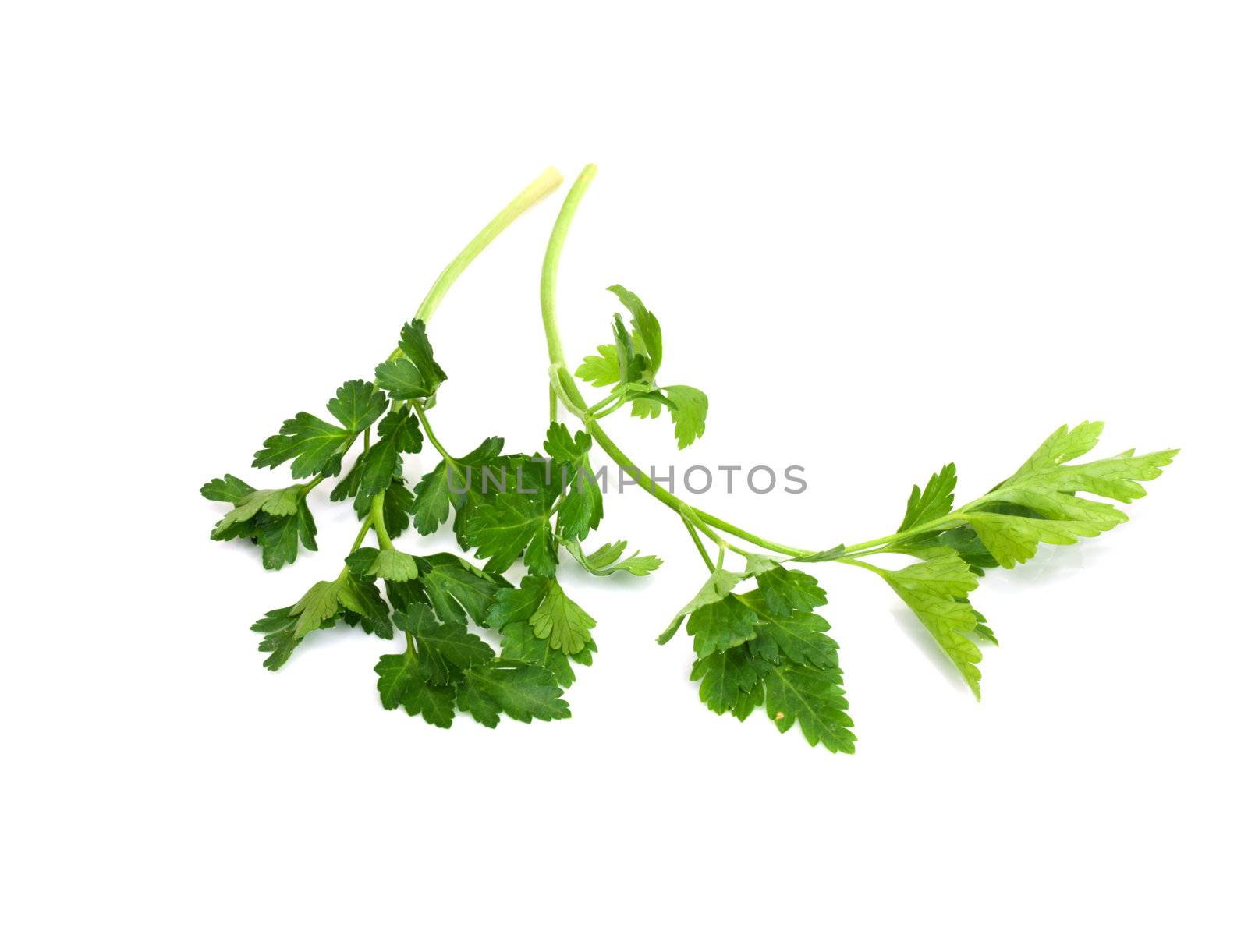 Fresh parsley isolated on white  by schankz