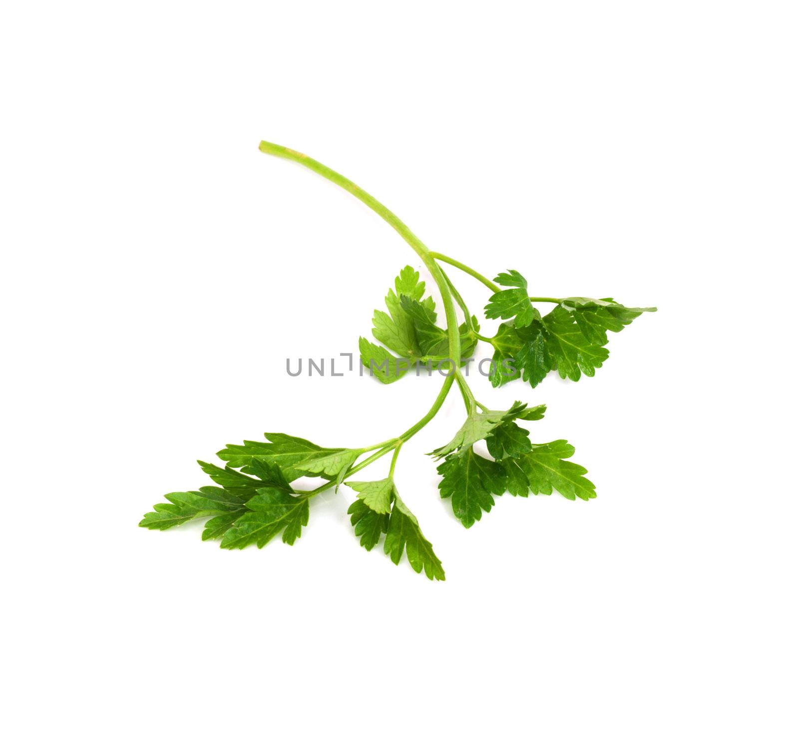 Fresh parsley isolated on white  by schankz